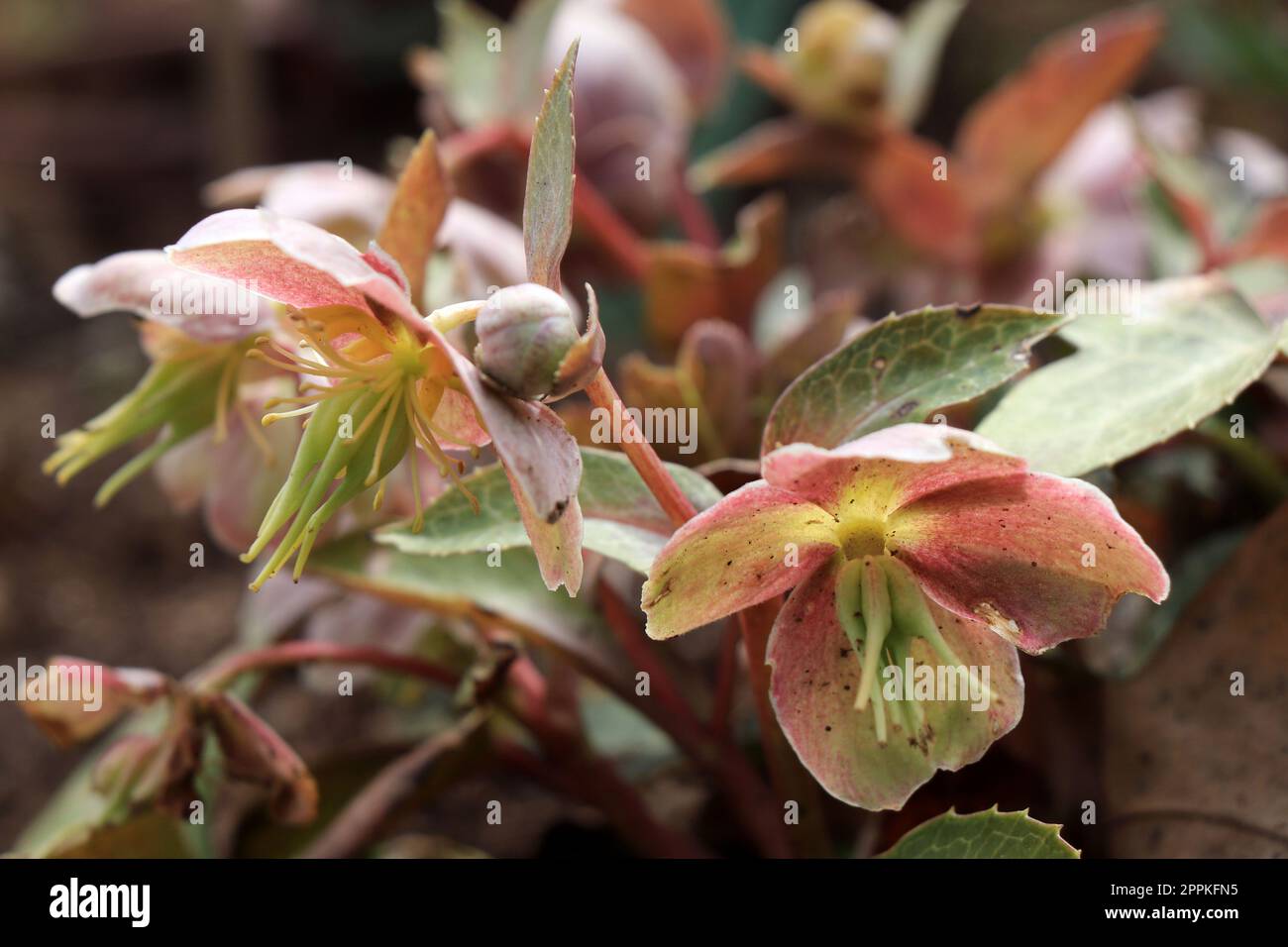 Fleurs roses helleborus orientalis en nature Banque D'Images