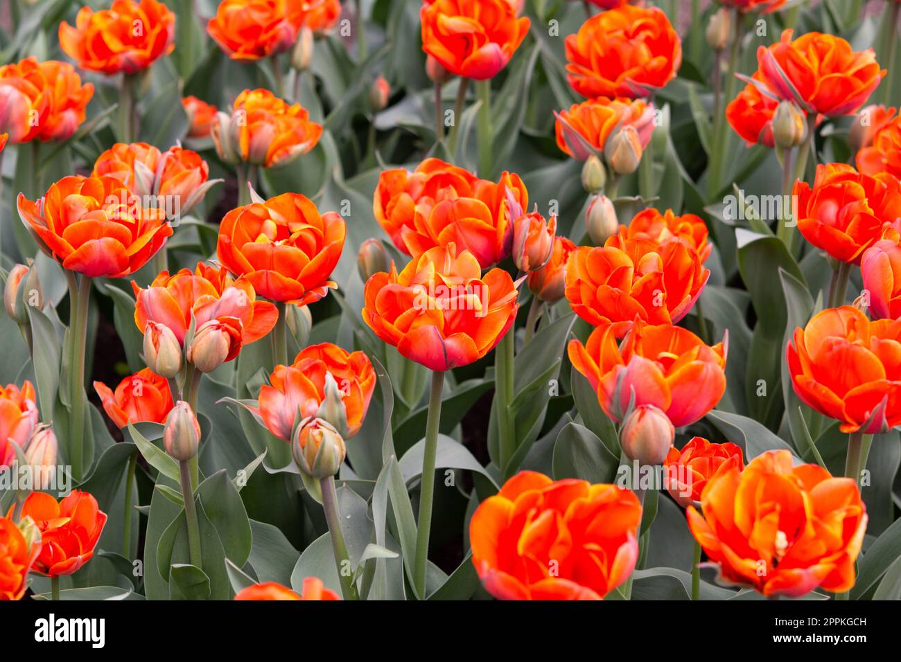 Orange Double Tulip Flower field: Saison de printemps, Pâques, Fête des mères, thème nature. Fleurs rouges tulipes dans le parc. Rouge beau champ de tulipes proche u Banque D'Images