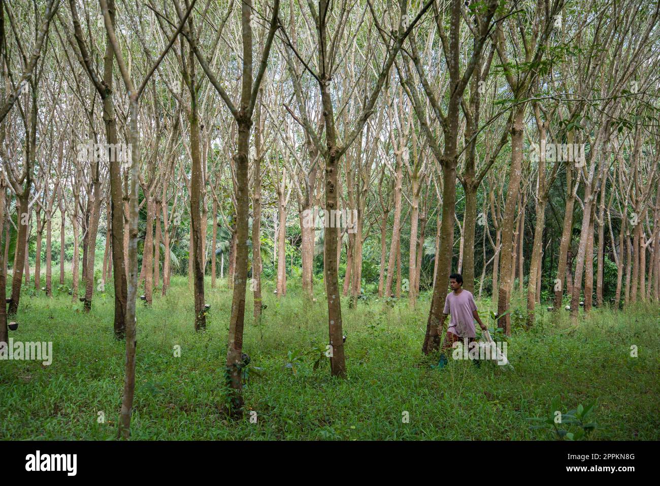 THAÏLANDE PRACHUAP BANG SAPHAN ARBRE EN CAOUTCHOUC Banque D'Images