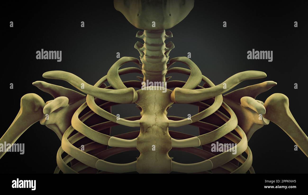 Anatomie osseuse de l'épaule du squelette humain Banque D'Images