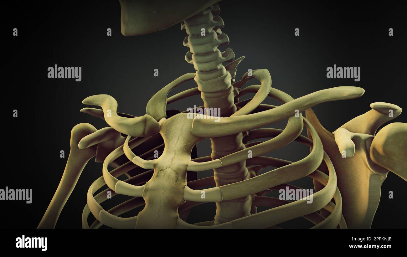 Anatomie osseuse de l'épaule du squelette humain Banque D'Images
