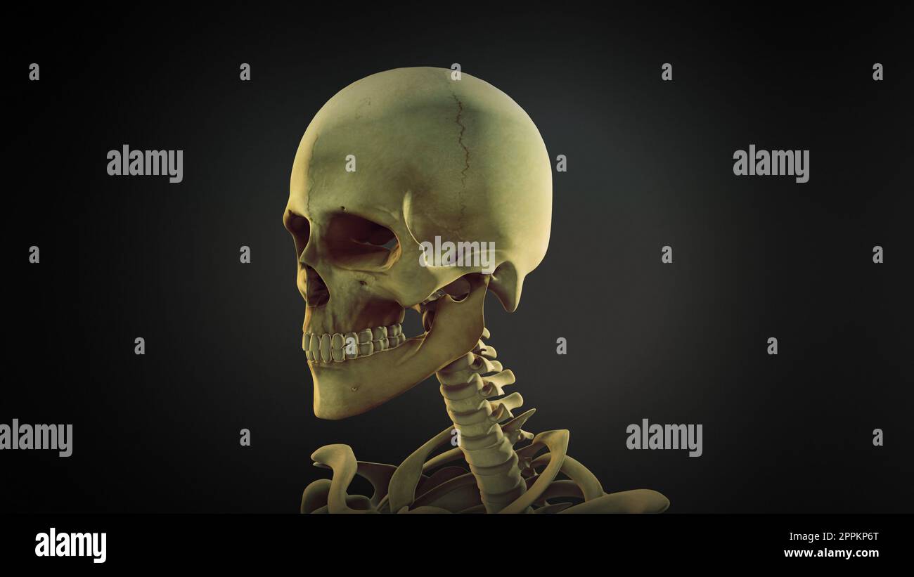 Arrière-plan de l'animation anatomique du crâne humain Banque D'Images