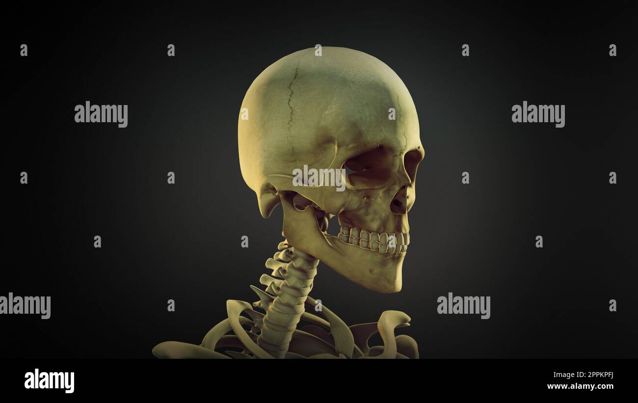 Arrière-plan de l'animation anatomique du crâne humain Banque D'Images