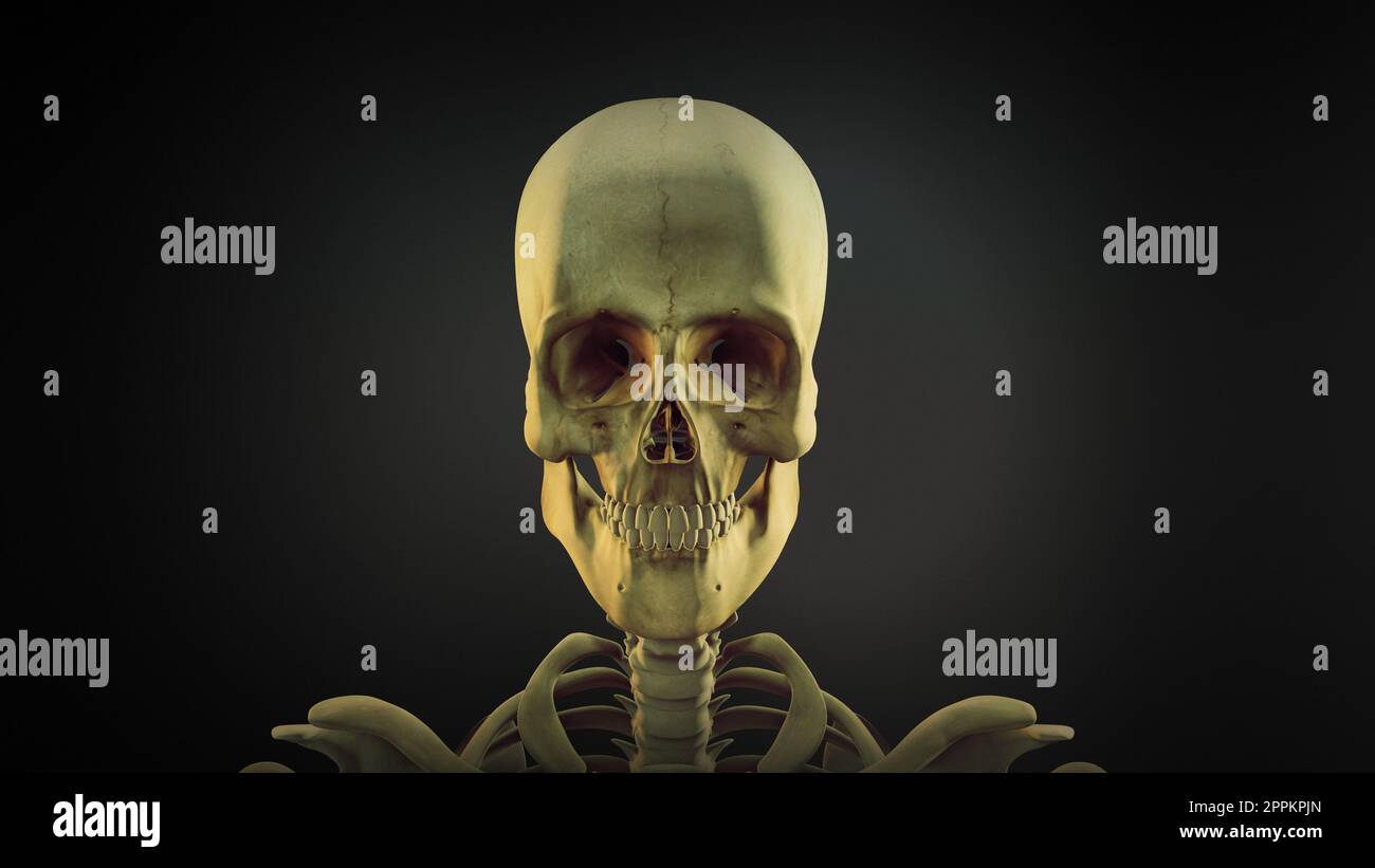 Arrière-plan de l'animation anatomique du crâne humain Banque D'Images