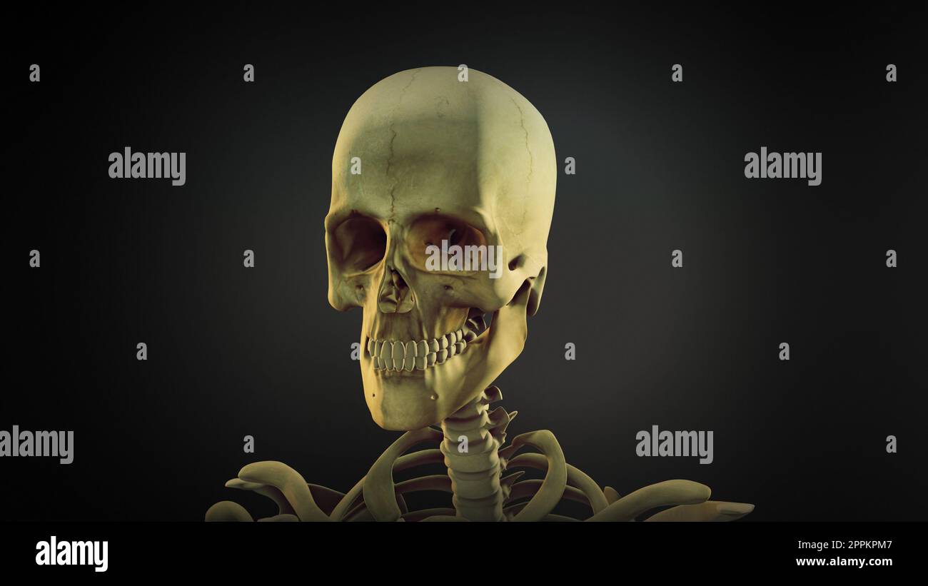 Arrière-plan de l'animation anatomique du crâne humain Banque D'Images