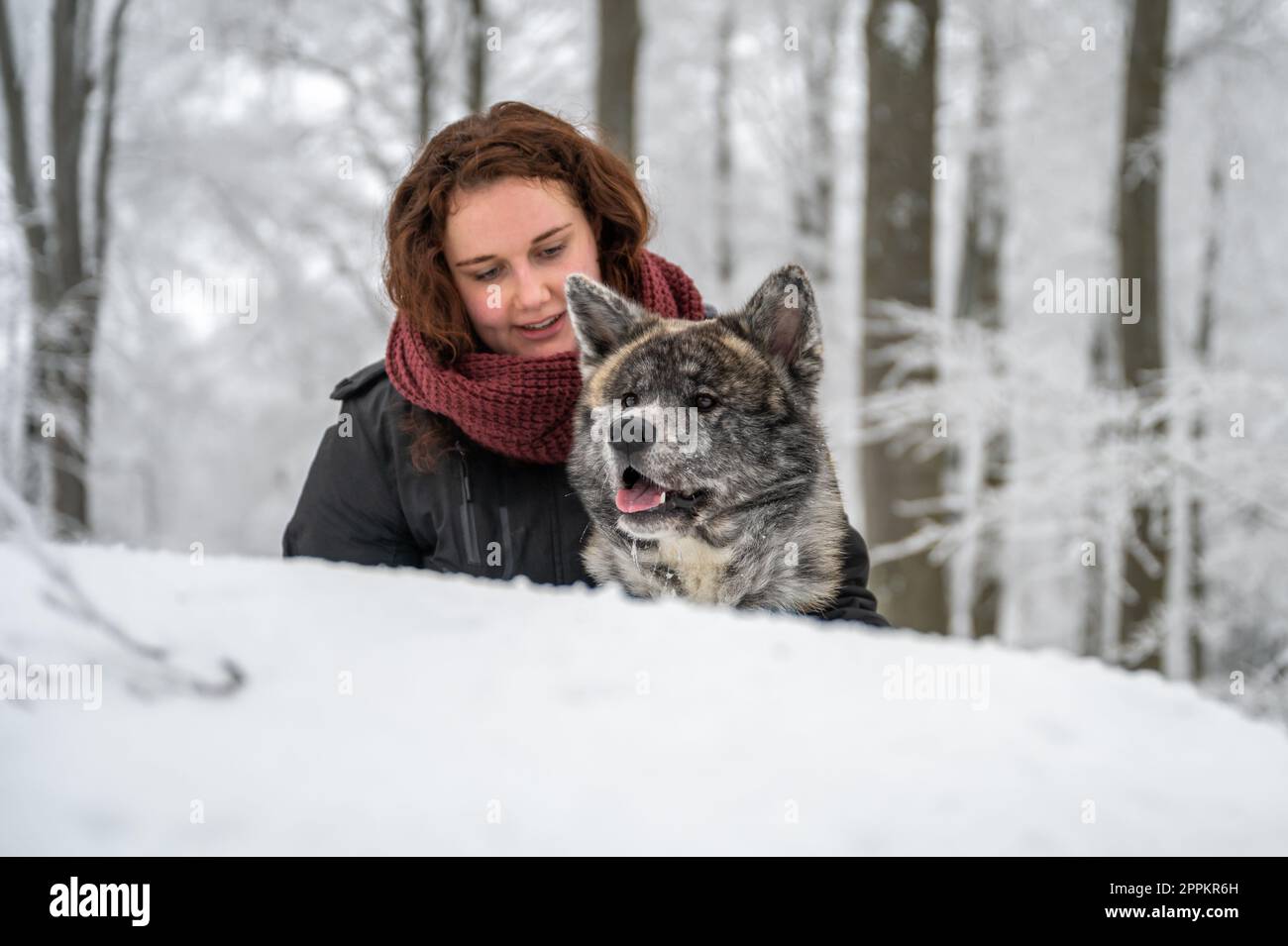Akita inu chien avec fourrure grise et orange grimpe sur un rocher dans la forêt en hiver avec beaucoup de neige, maître femelle avec des cheveux frisés bruns en arrière-plan Banque D'Images