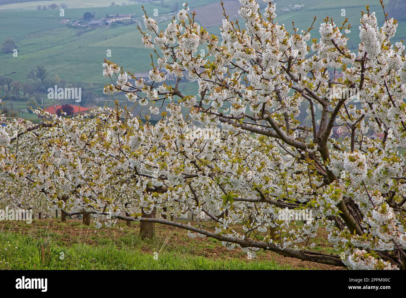 La cerise fleurit au printemps dans les vergers des Monts-du-Lyonnais Banque D'Images