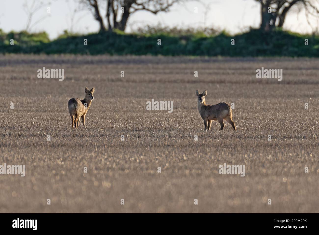 Paire de cerfs aquatiques chinois -Hydropotes inermis. Banque D'Images