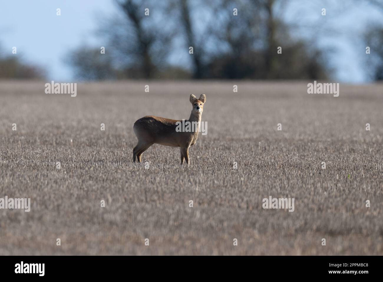 Cerfs aquatiques chinois -Hydropotes inermis. Banque D'Images