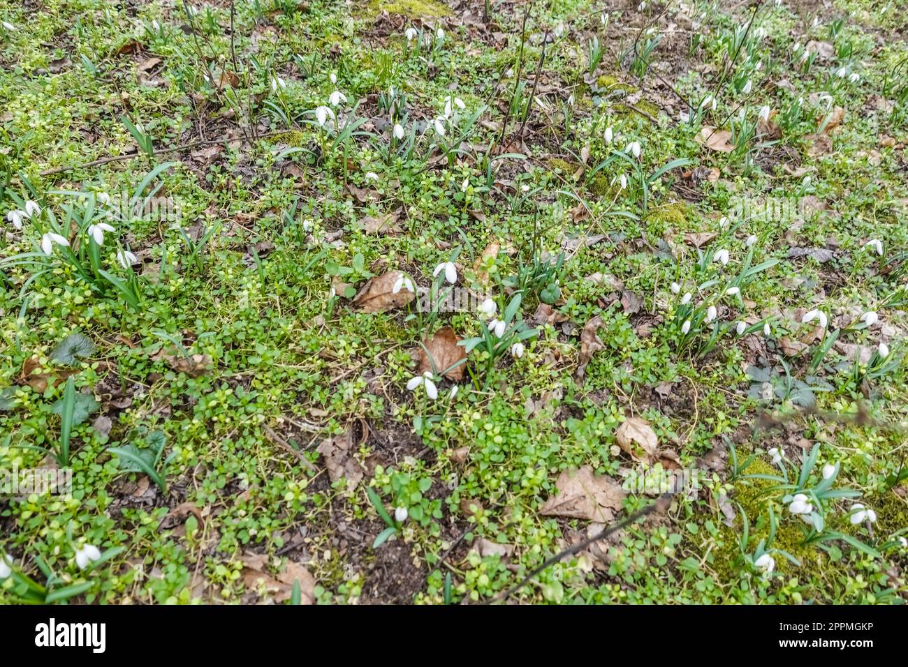 plantes vertes et gouttes de neige dans une forêt au printemps Banque D'Images