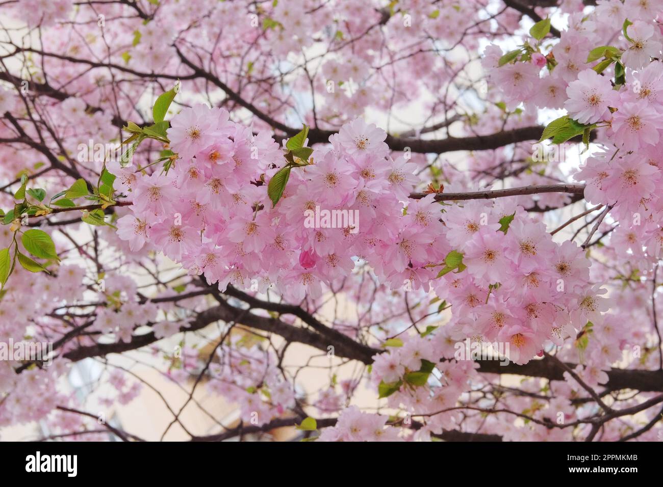 Sakura fleurit dans le parc. Les fleurs roses poussent au Japon. Aménagement paysager et décoration au printemps. Banque D'Images