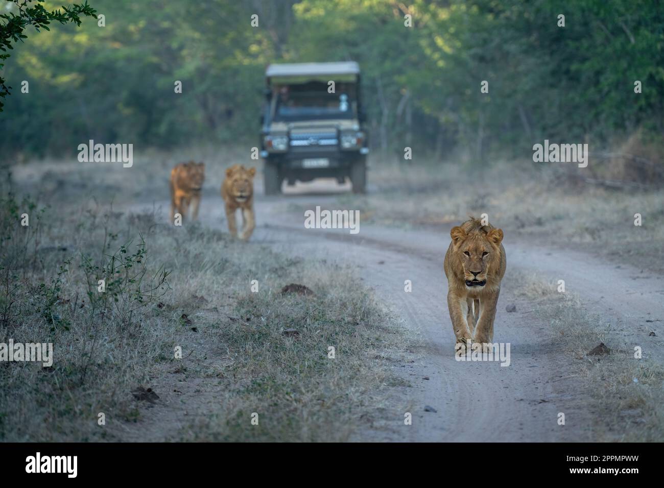 Lions marchant le long de la piste loin de la jeep Banque D'Images