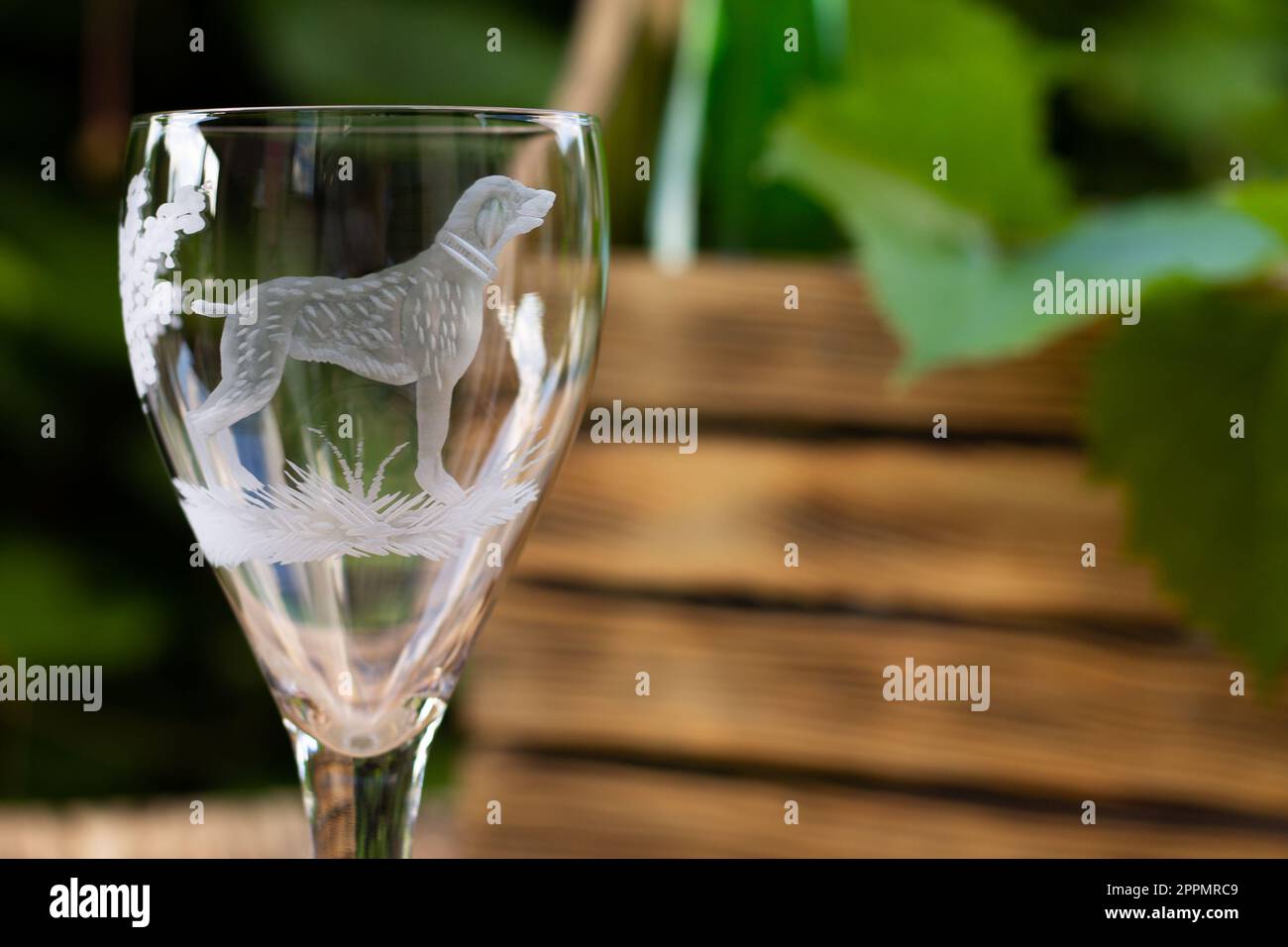 Verre à vin avec un chien sablé avec une boîte pour le vin et une vigne sur fond de verdure. Espace de copie Banque D'Images