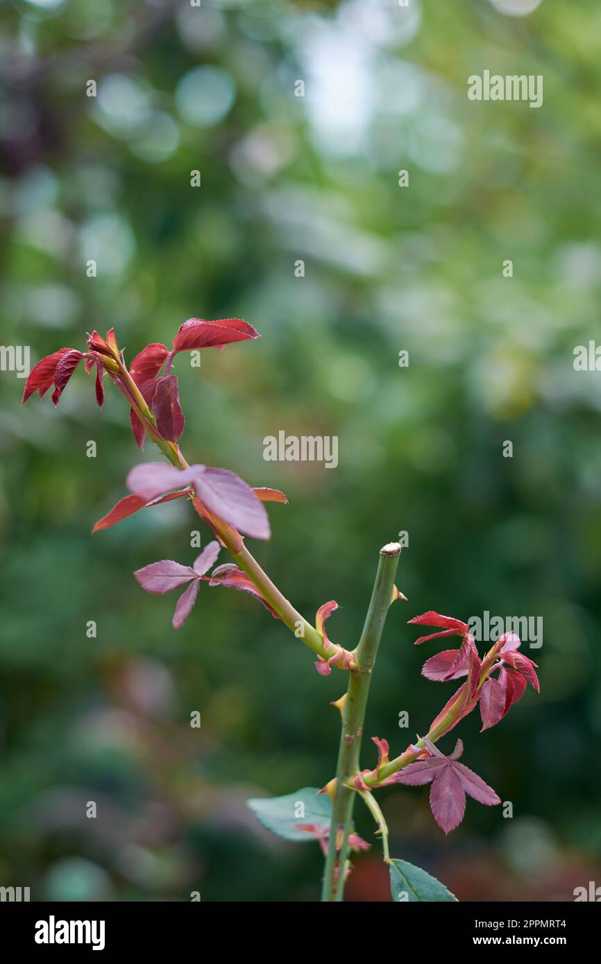 gros plan de la germination de la nouvelle croissance après l'élagage de la roseraie, tailler ou couper légèrement au-dessus de l'oeil de croissance ou du bourgeon dans la branche, foyer sélectif Banque D'Images