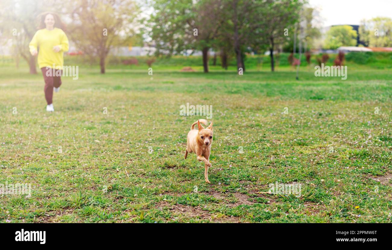 Une femme propriétaire d'animal de compagnie et son petit chien courent à travers la pelouse, appréciant la poursuite en plein air. Banque D'Images