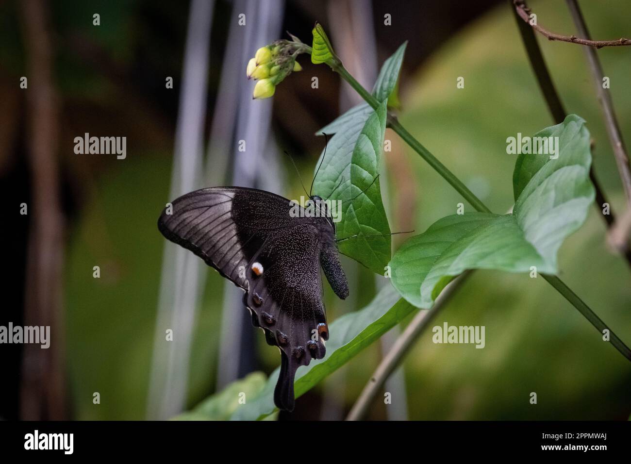 Un papillon de paon à bande commune perche délicatement sur une petite tige de fleur Banque D'Images