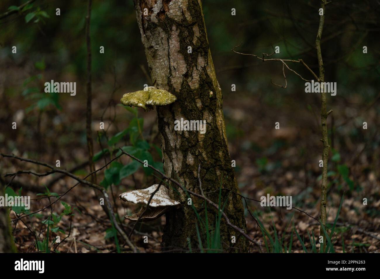 Deux champignons sur un arbre Banque D'Images