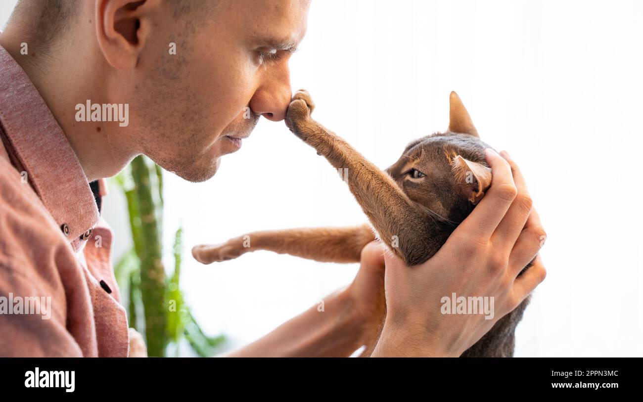 Homme tenant doucement dans ses bras bleu chat Abyssinien à la maison dans le soleil. Beau et satisfait chat domestique touche le nez du propriétaire avec sa patte. Amour Banque D'Images