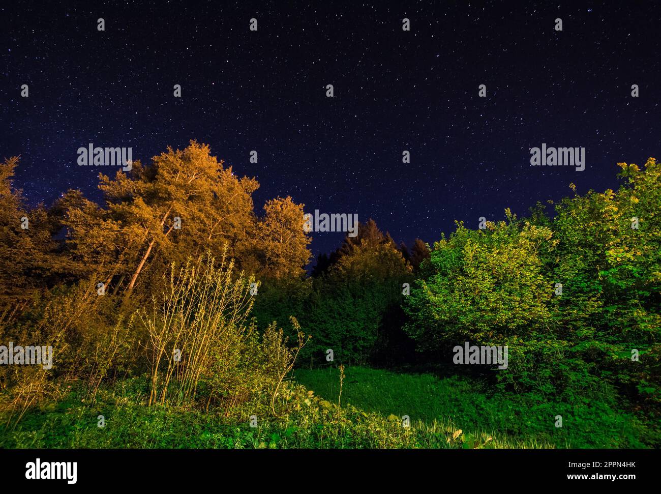 Paysage aux arbres illuminés d'un ciel de nuit avec des étoiles Banque D'Images