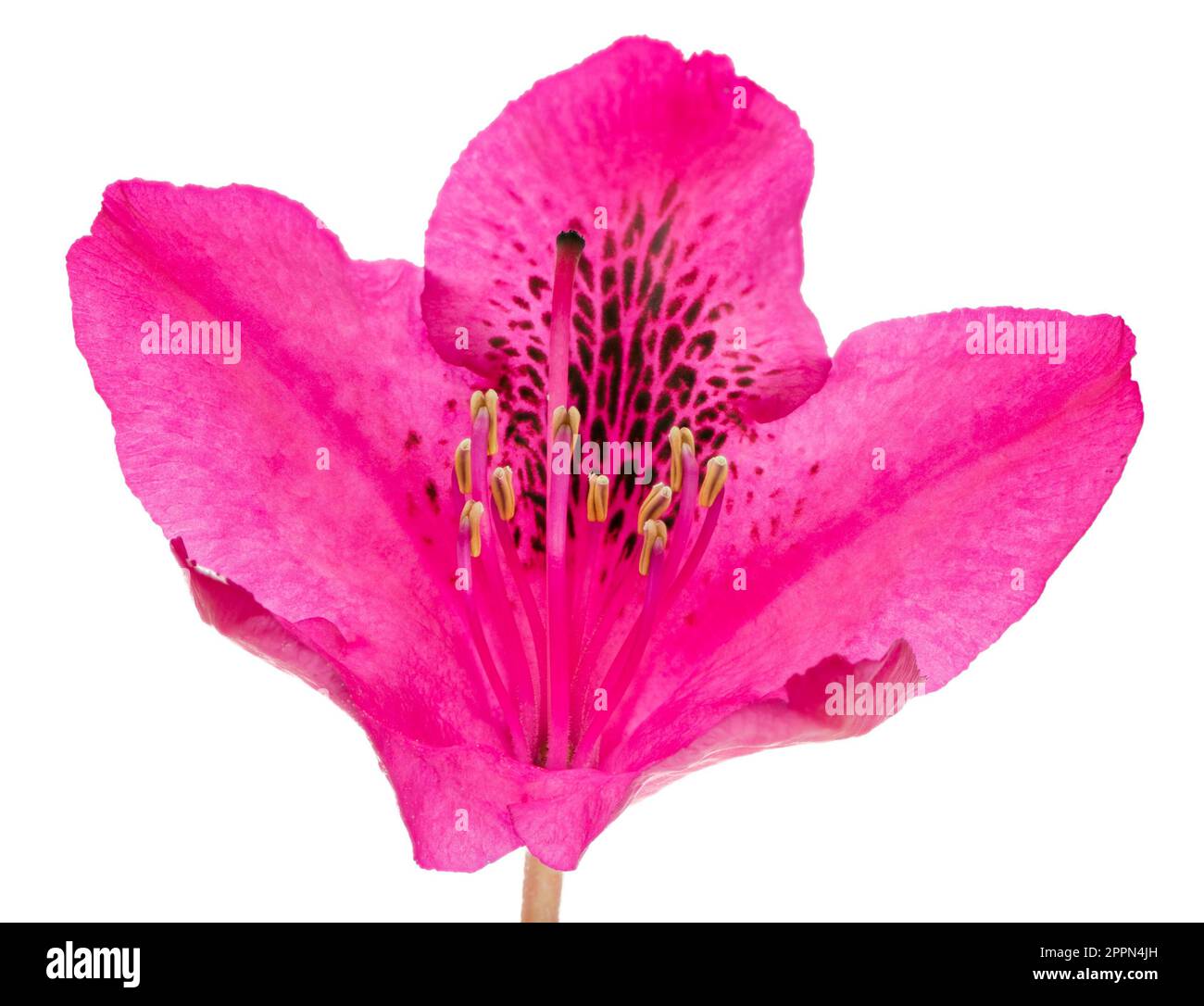 Macro d'une belle fleur fleur Rhododendron rose isolé Banque D'Images