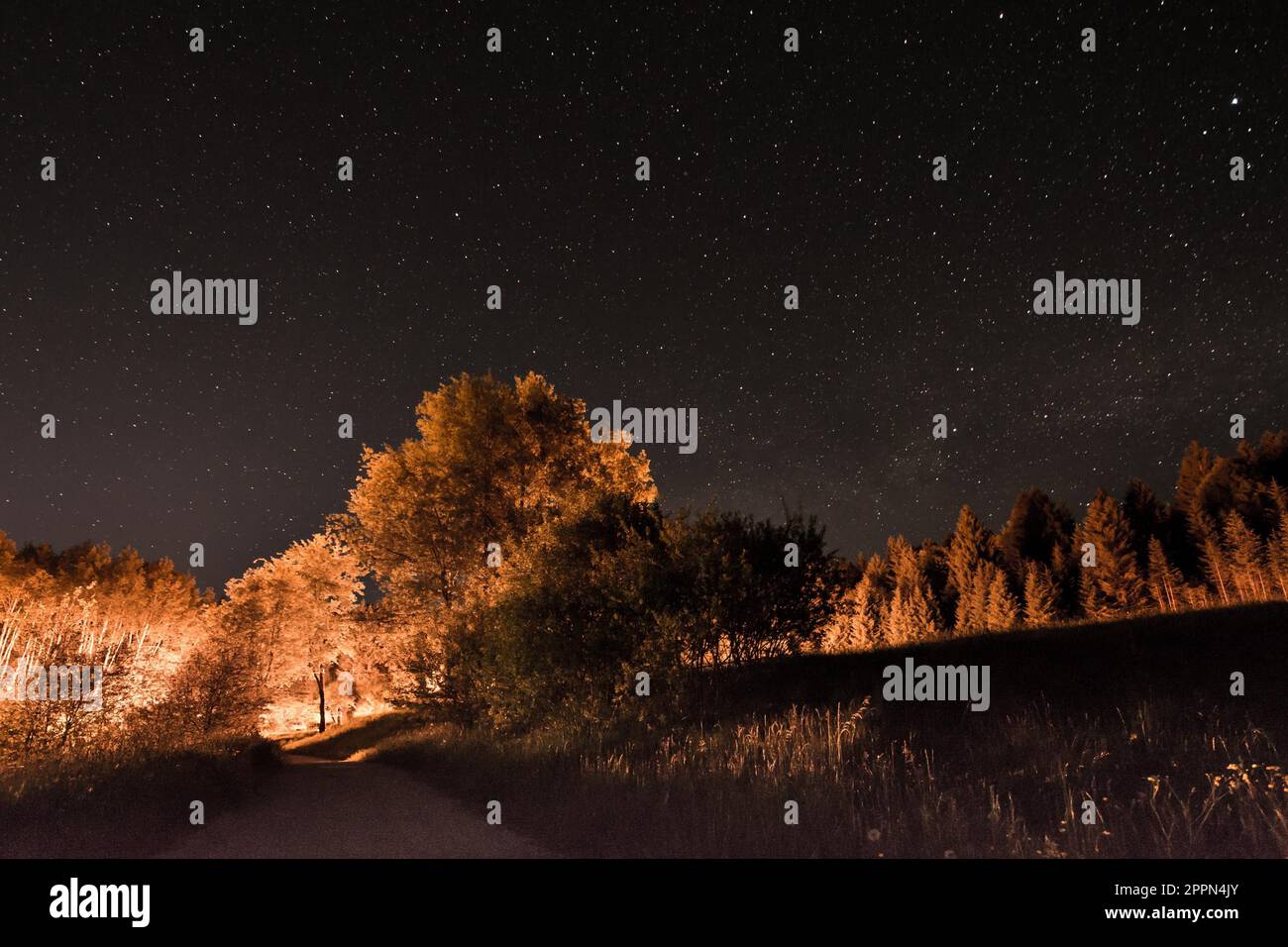 Paysage aux arbres illuminés d'un ciel de nuit avec des étoiles Banque D'Images
