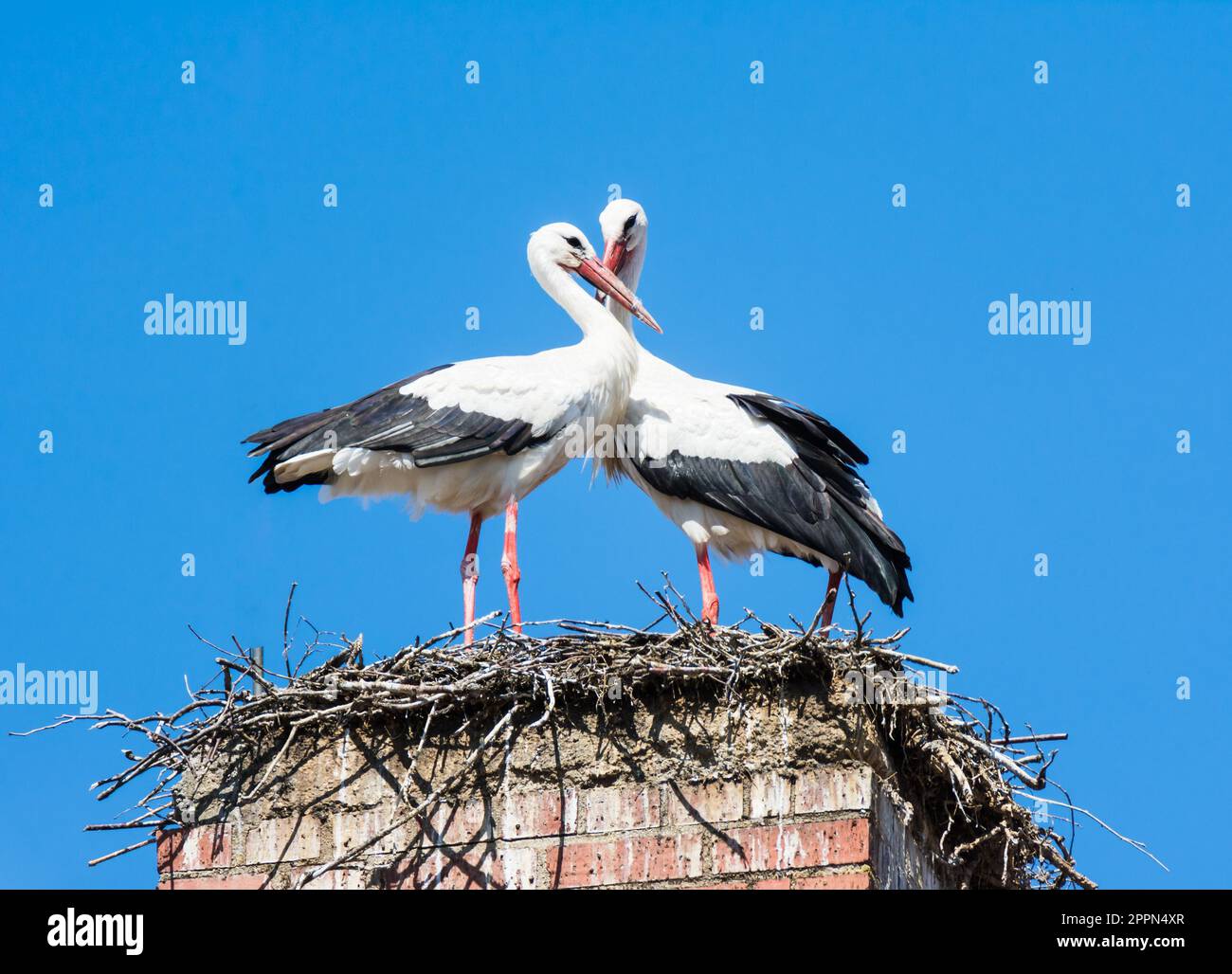 La construction d'un couple de Cigognes blanches nichent sur une cheminée Banque D'Images