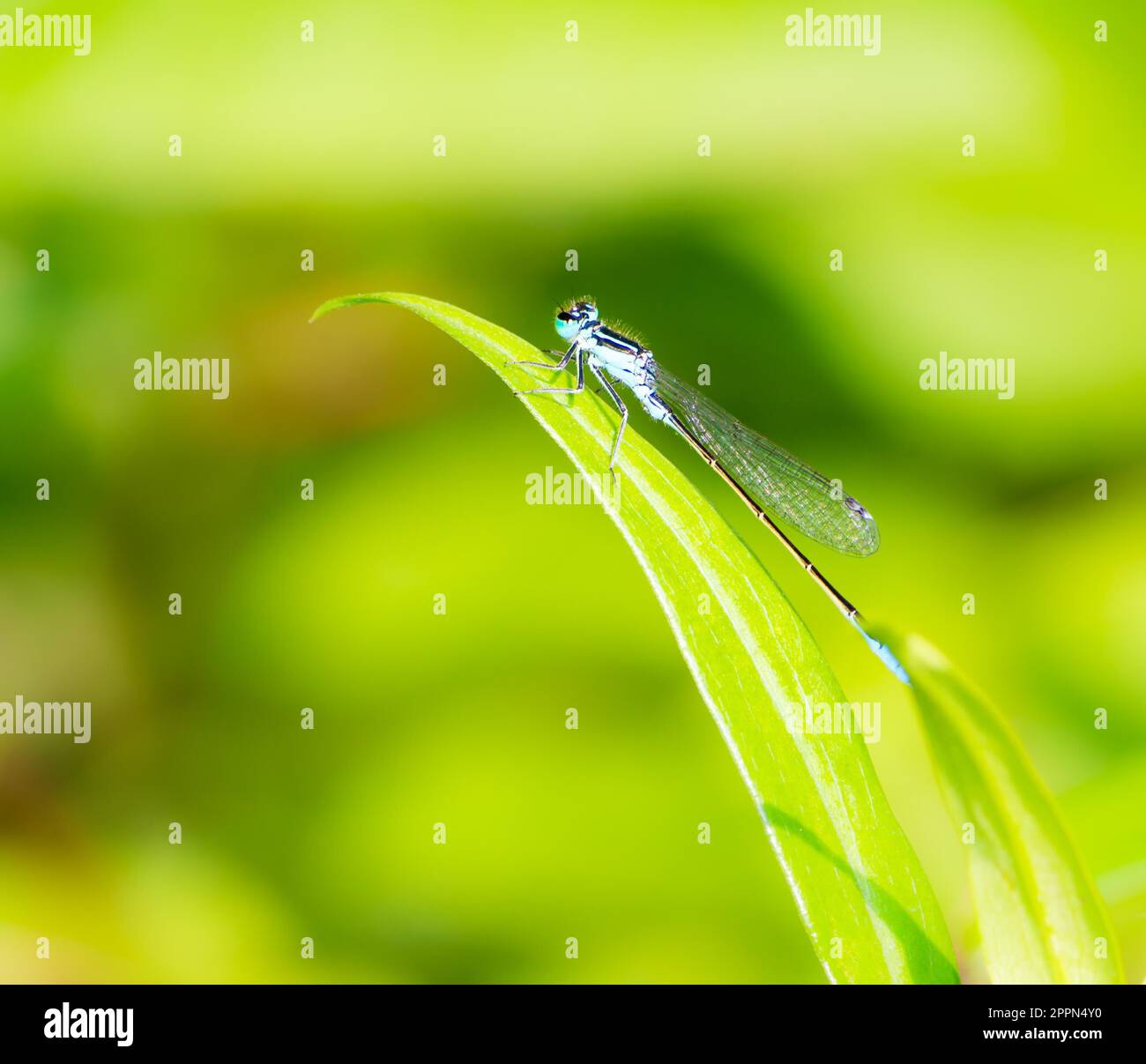 Macro d'une bluetail libellule sur une feuille verte Banque D'Images