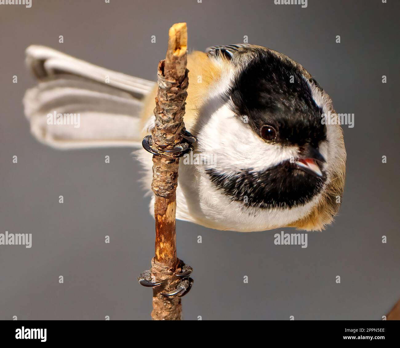 Vue en gros plan de Chickadee accrochée sur une branche avec fond gris montrant le bec et la langue ouverts dans son environnement et son habitat environnant. Banque D'Images