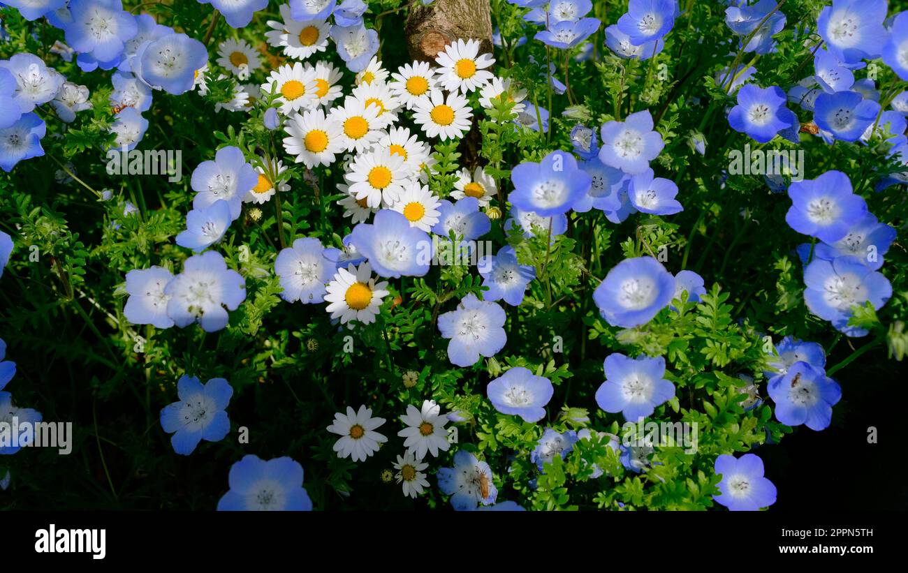 Lillies blanches aux yeux bleus de bébé de Menzies au parc marin d'Uminonakamichi, Fukuoka, Japon. Banque D'Images