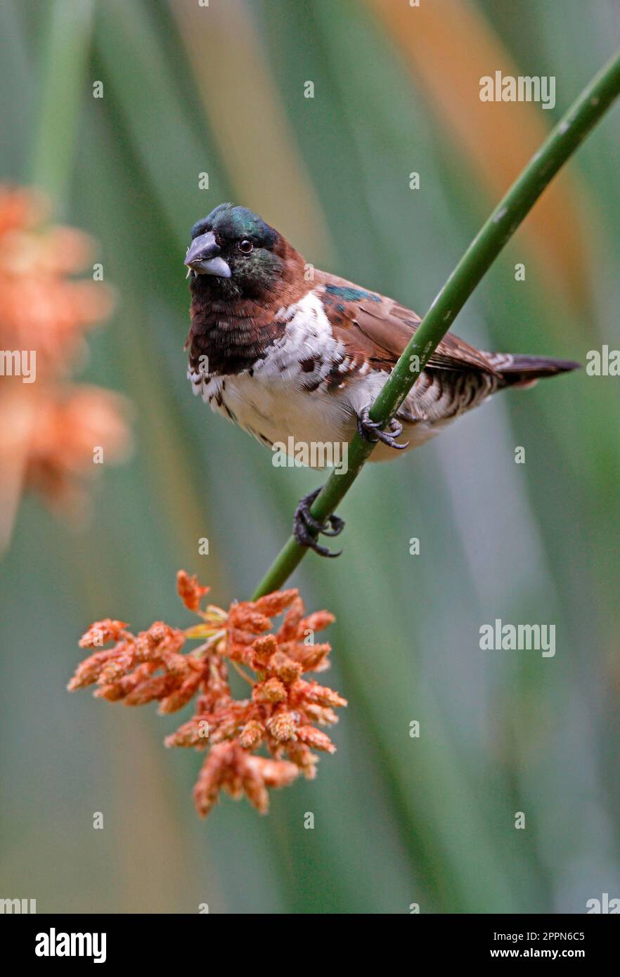 Bronze Munia (Lonchura cucullata) adulte, se nourrissant de la tête de semence, Éthiopie Banque D'Images