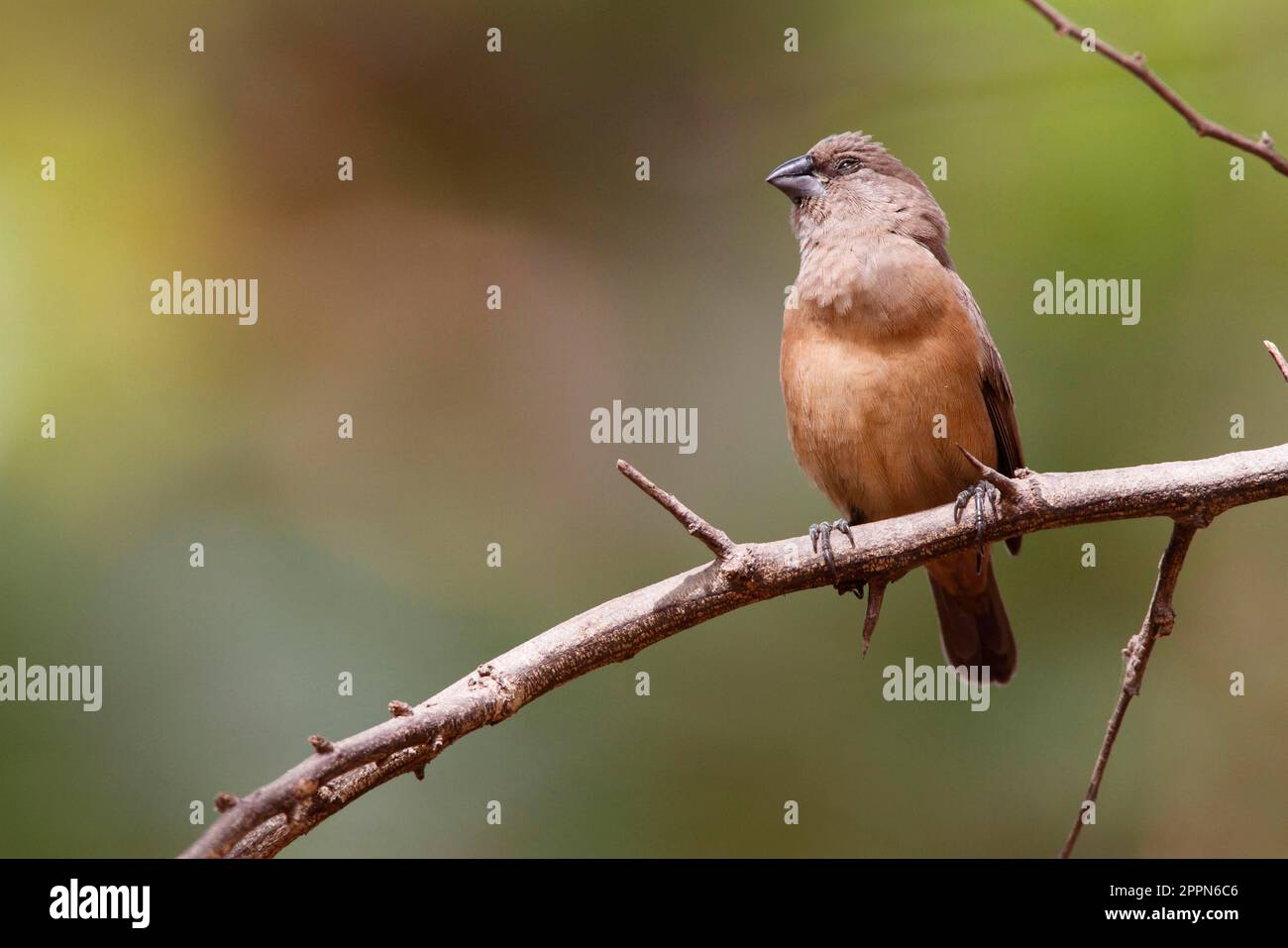 Spermétes cucullata, finches, oiseaux chanteurs, animaux, oiseaux, Bronze munia (Lonchura cucullata) femelle adulte, perchée sur la branche, Gambie Banque D'Images