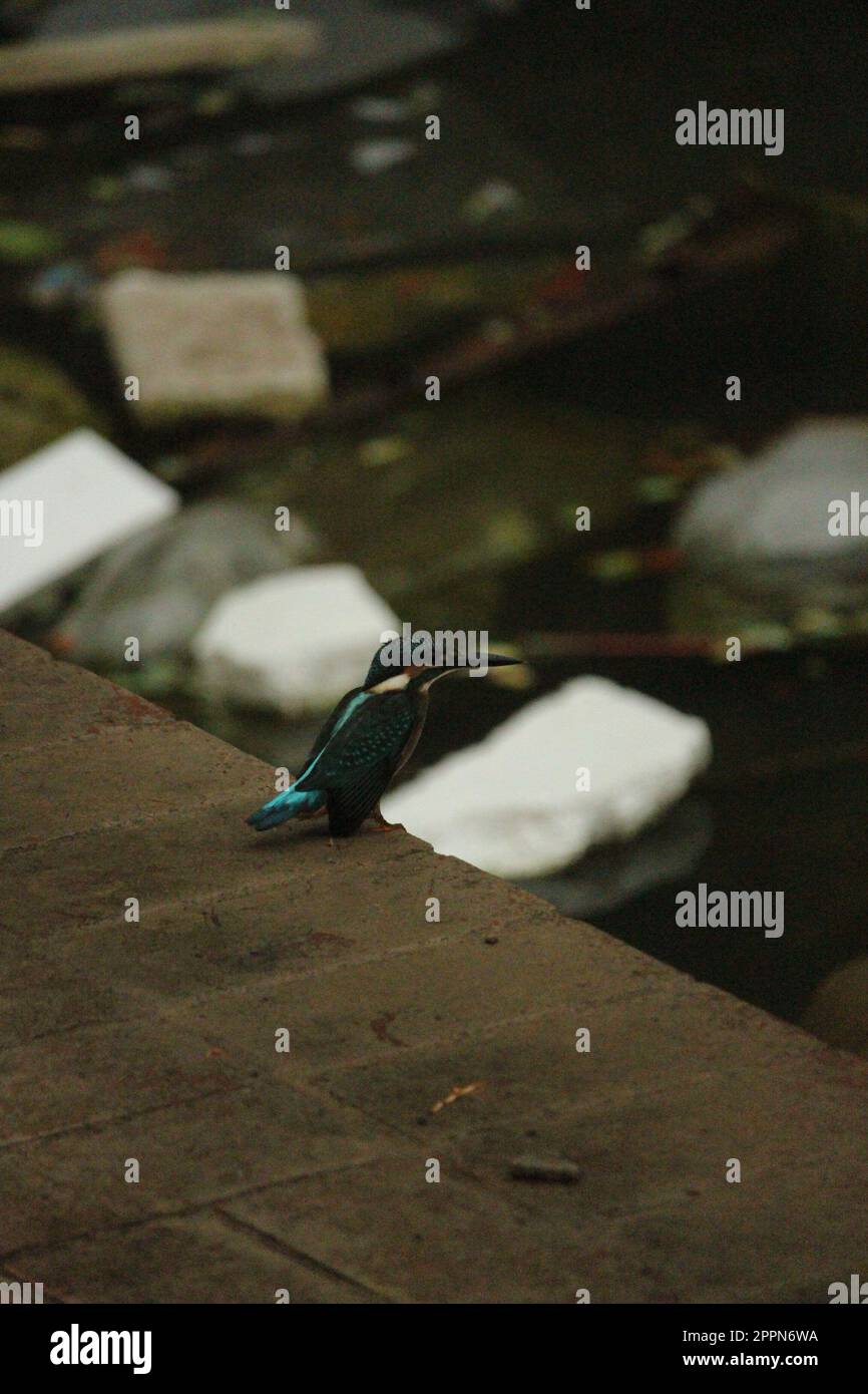 Les pêcheurs de royaumes sont une famille, les Alcedinidae, de petits à moyens oiseaux de couleur vive dans l'ordre de Coraciiforme. Banque D'Images