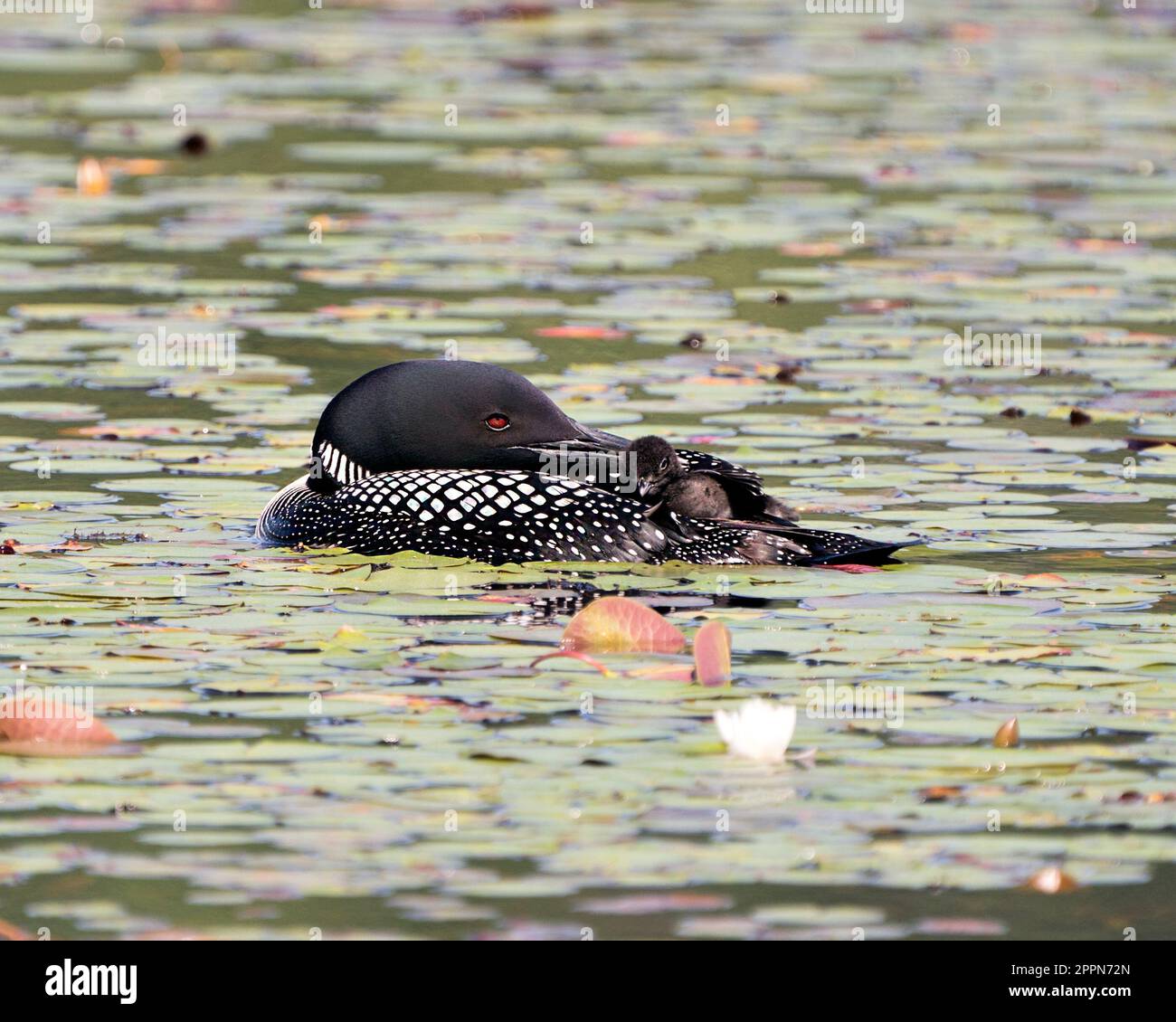 Le Loon commun et le bébé poussin loon à cheval sur le dos des parents et célébrant la nouvelle vie avec des coussins de nénuphars dans leur environnement et leur habitat environnant Banque D'Images