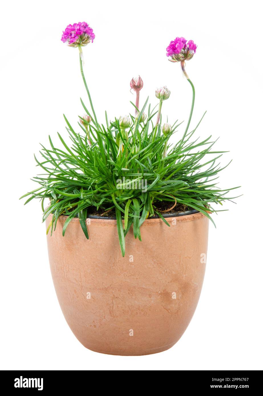 Fleur rose en pot isolé (sea Thrift Armeria maritime ou rose) Banque D'Images