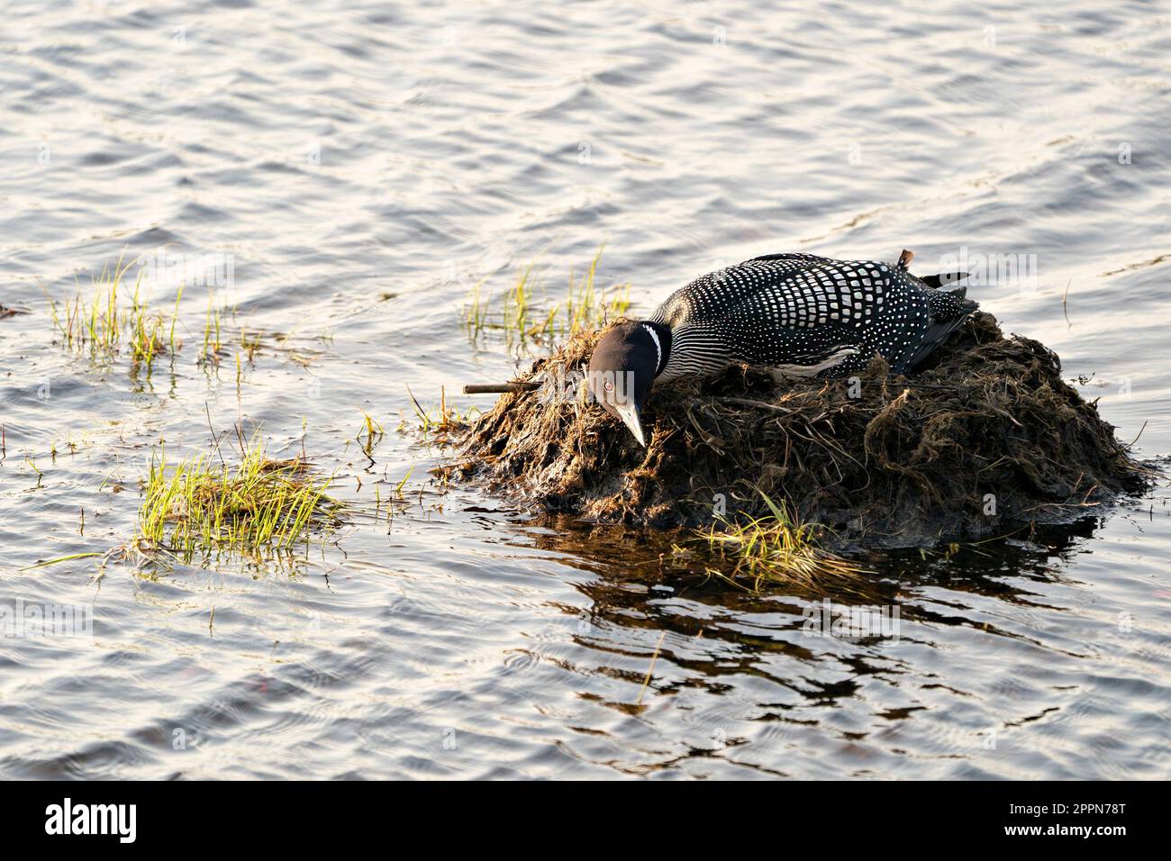 Profil rapproché du Loon commun dans la soirée nichant sur son nid avec des herbes de marais, de la boue et de l'eau près de la rive du lac dans son environnement et son habitat. Banque D'Images Profil rapproché du Loon commun dans la soirée nichant sur son nid avec des herbes de marais, de la boue et de l'eau près de la rive du lac dans son environnement et son habitat. Banque D'Images