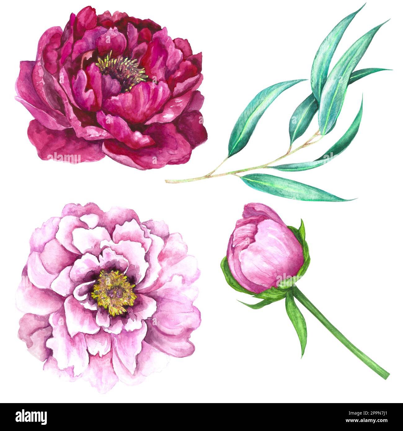 Ensemble d'illustrations aquarelles de fleurs rose magenta, de bourgeons de pivoine et de feuilles d'eucalyptus isolées sur fond blanc. Banque D'Images