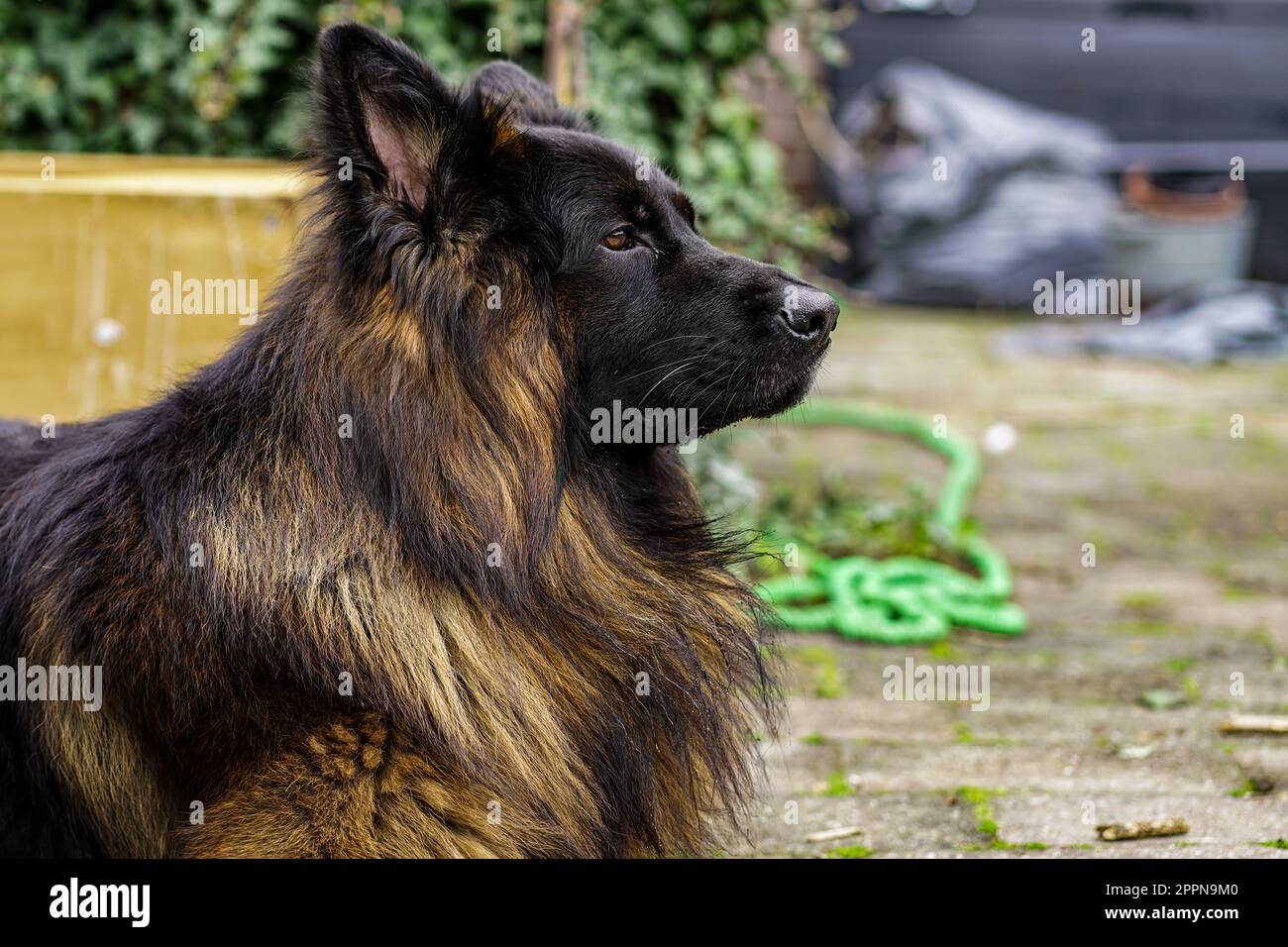 Chien berger allemand, image plein format Banque D'Images