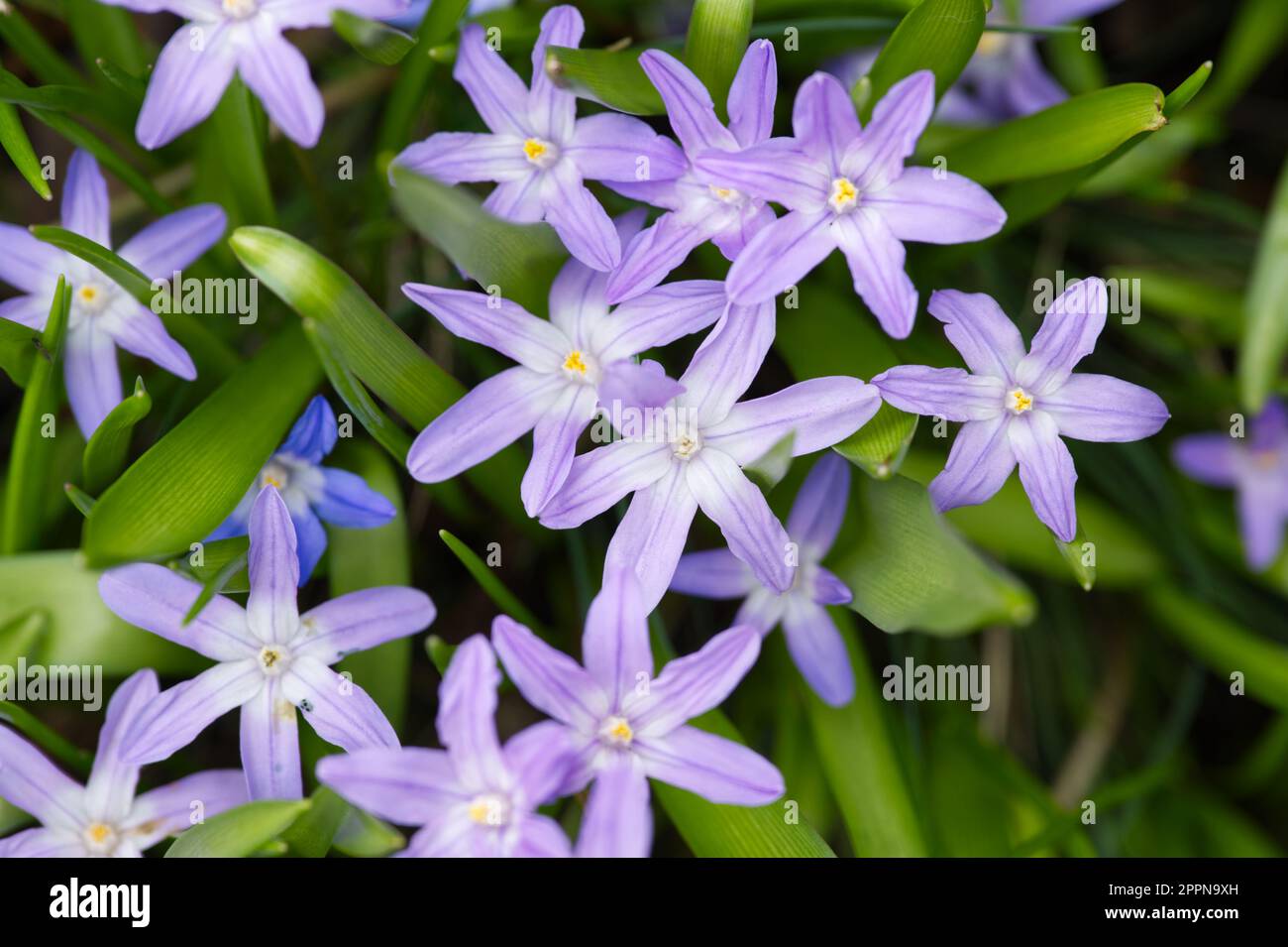 Fleurs de printemps lilas de, Chionodoxa luciliae Violet Beauté au Royaume-Uni jardin avril Banque D'Images