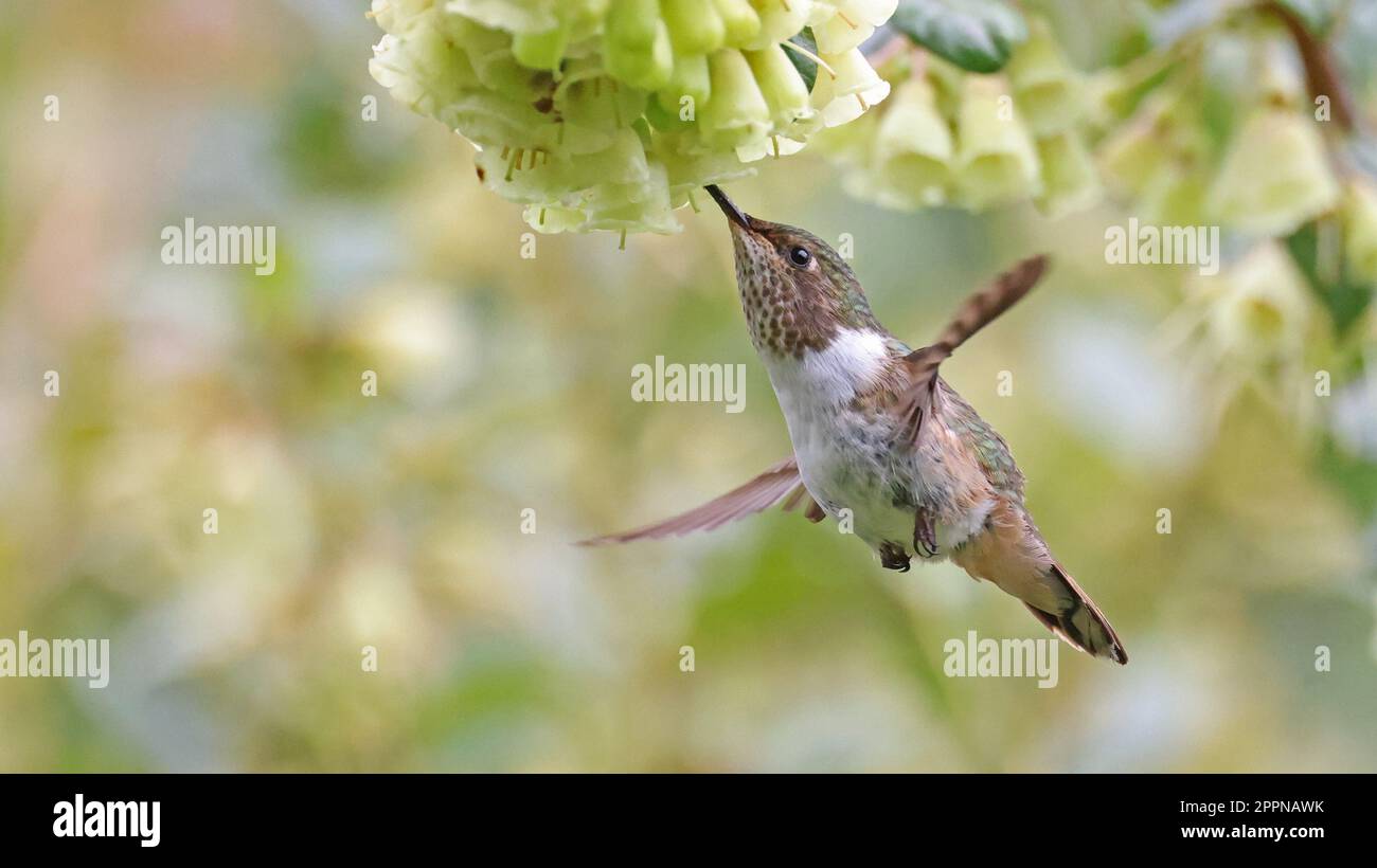 Femelle de volcan colibri se nourrissant à une fleur, Costa Rica Banque D'Images