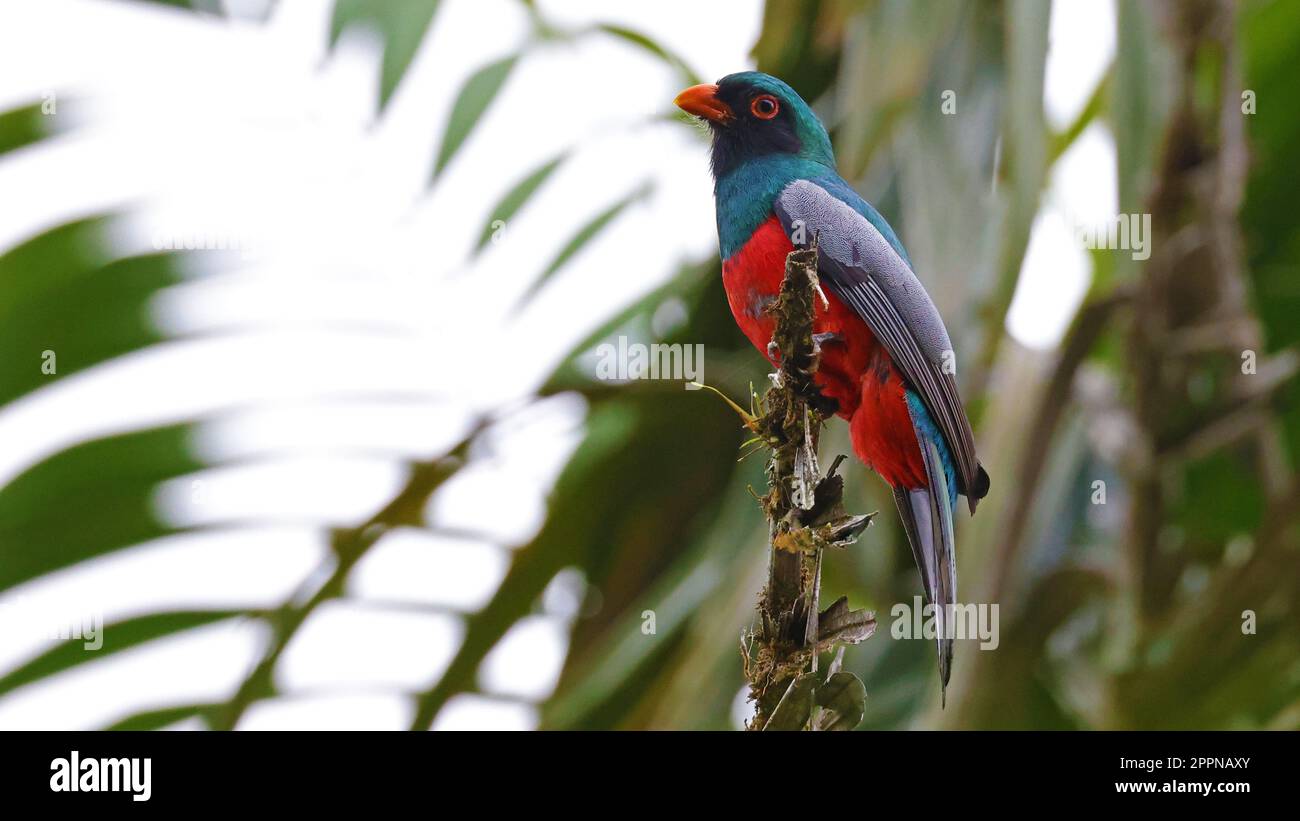 trogon à queue de Slaty, oiseau coloré du Costa Rica Banque D'Images