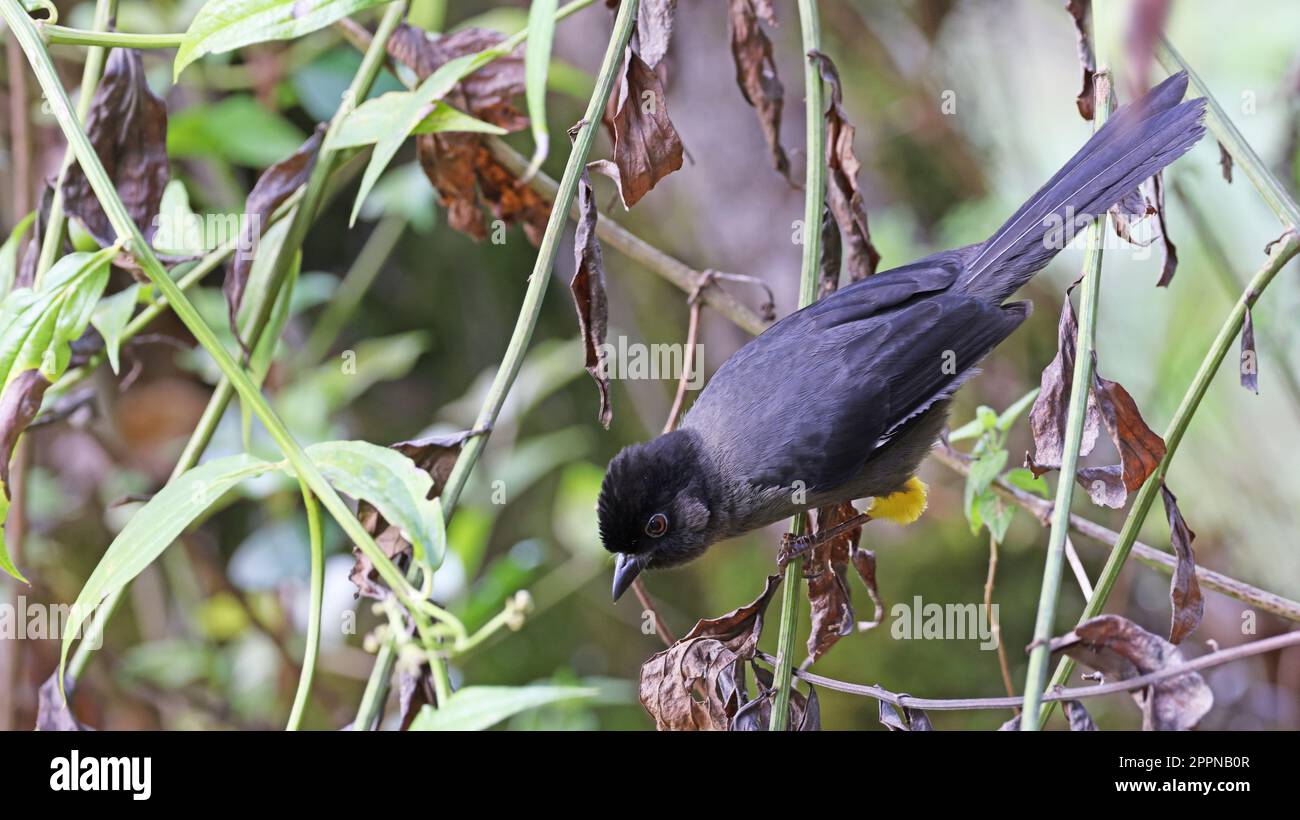 finch à tête jaune, oiseau du Costa Rica Banque D'Images
