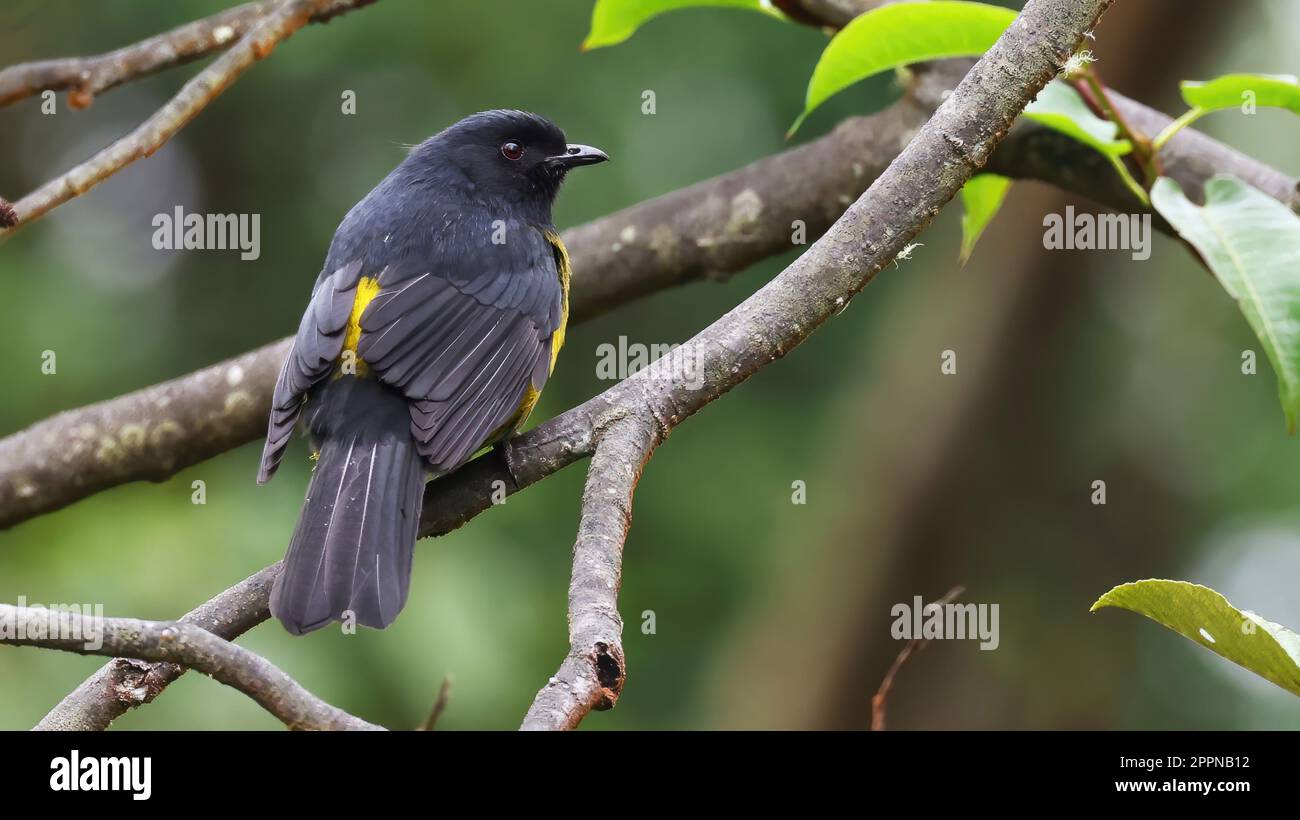 Mouche-chat noir et jaune soyeux, oiseau endémique de l'Amérique centrale Banque D'Images