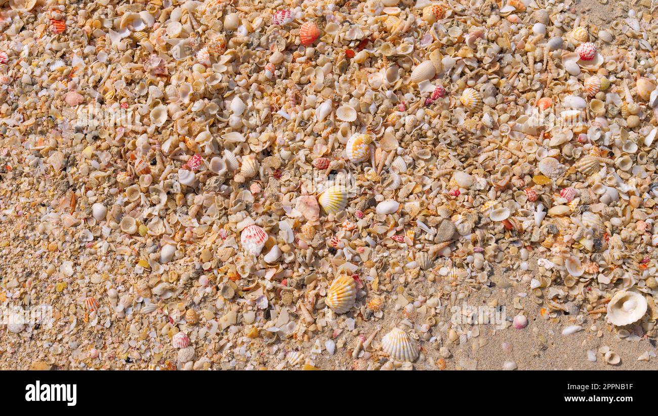 De nombreuses petites coques de mer se trouvent sur le sable. Mer, plage. Vue de dessus. Banque D'Images