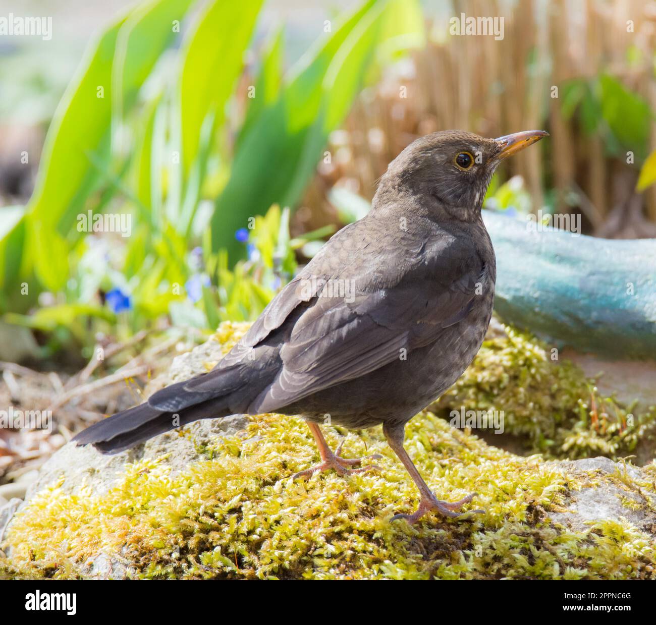 Une femme libre de blackbird eurasien Banque D'Images