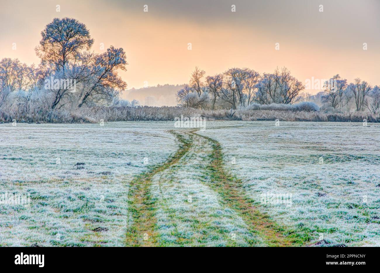 Hiver pittoresque avec des arbres à forts dans un paysage zone de conservation appelé Goachat près de Schrobenhausen (Bavière) (Allemagne) Banque D'Images