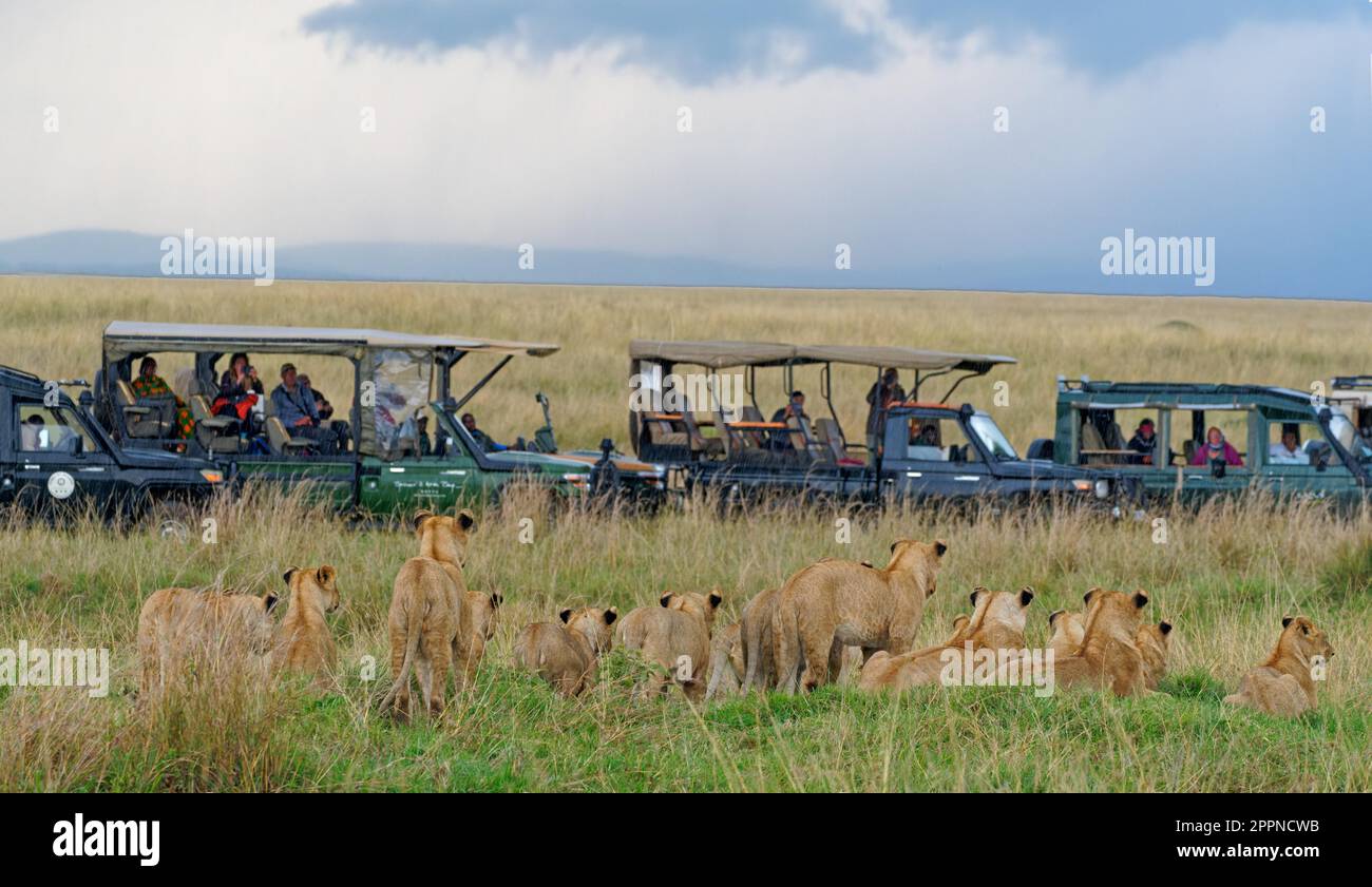 Lion (Panthera leo) fierté et touristes dans la pluie battante, Maasai Mara Game Reserve, Kenya Banque D'Images
