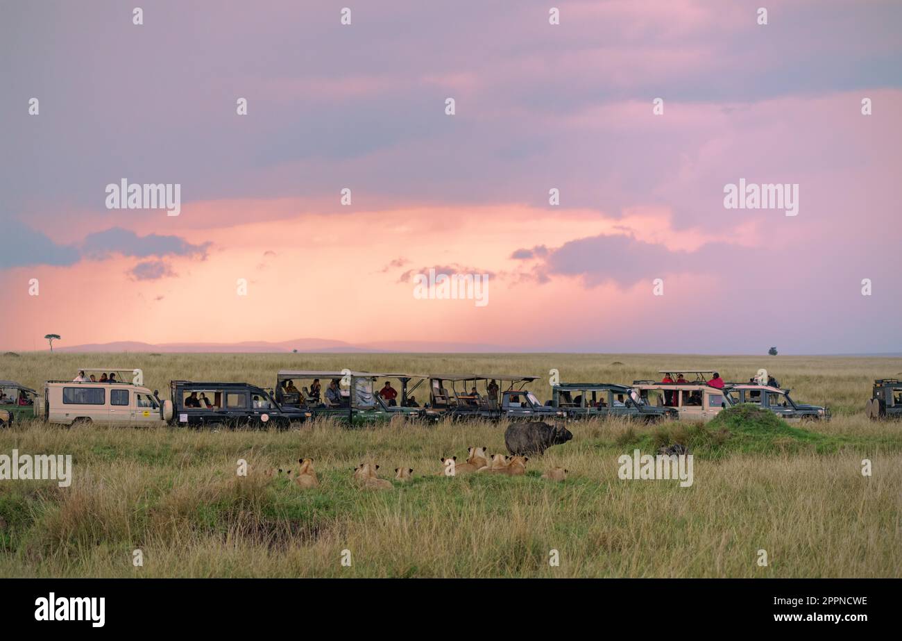 La fierté du Lion (Panthera leo) entoure un bison, la réserve de gibier de Maasai Mara, Kenya Banque D'Images