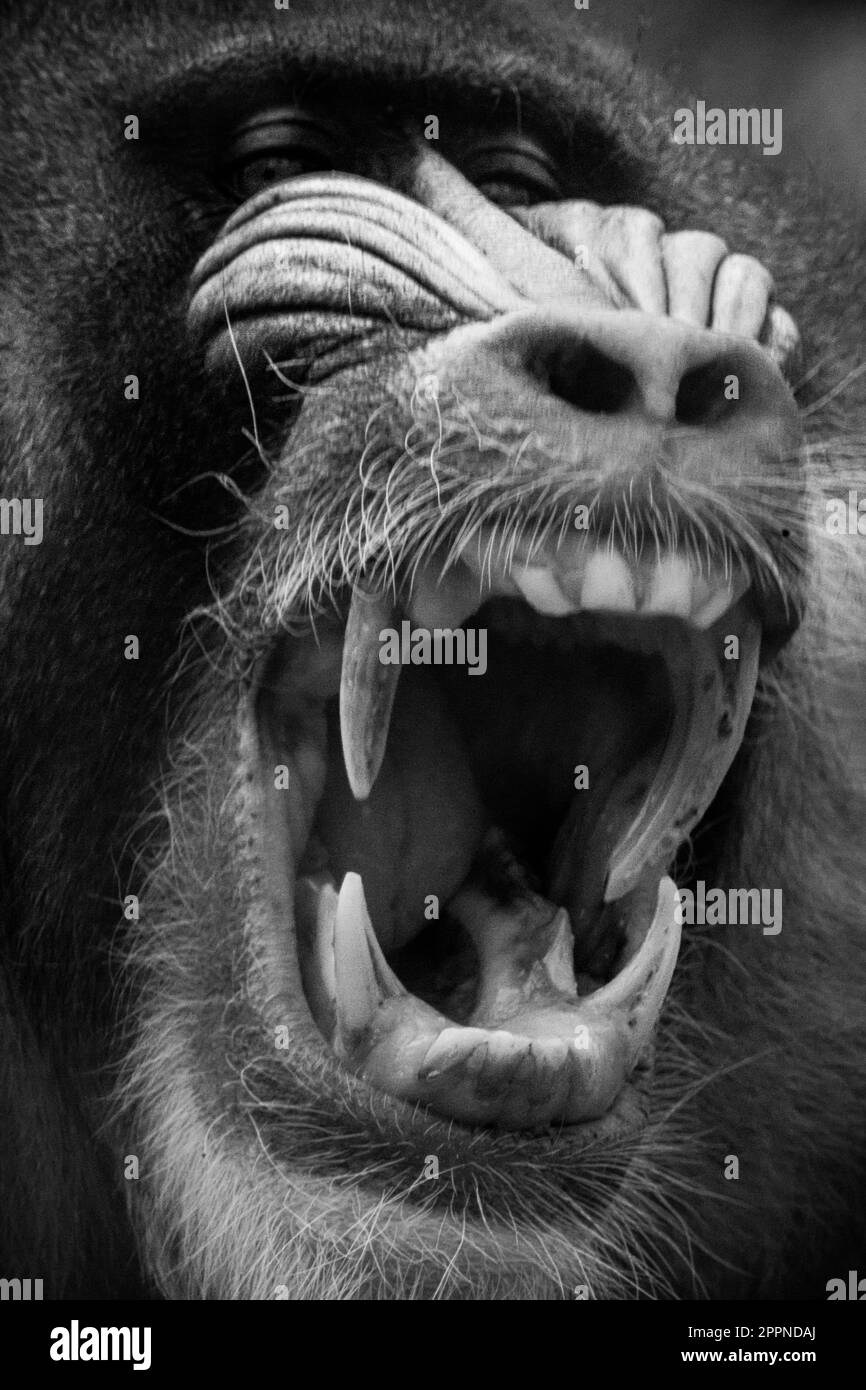 Un gros plan vertical d'un singe babouin avec sa bouche ouverte Banque D'Images