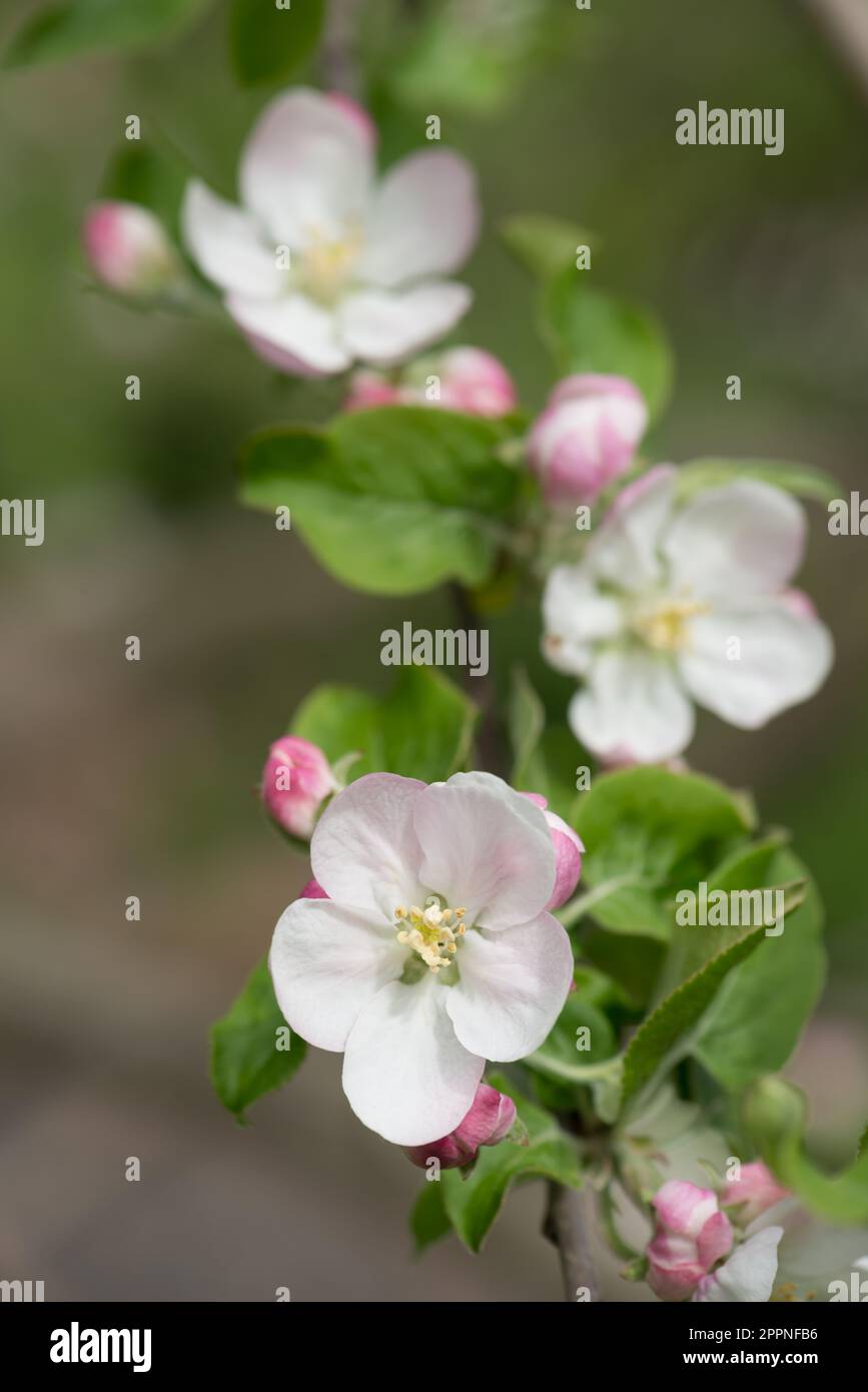 Apple Blossoms Banque D'Images
