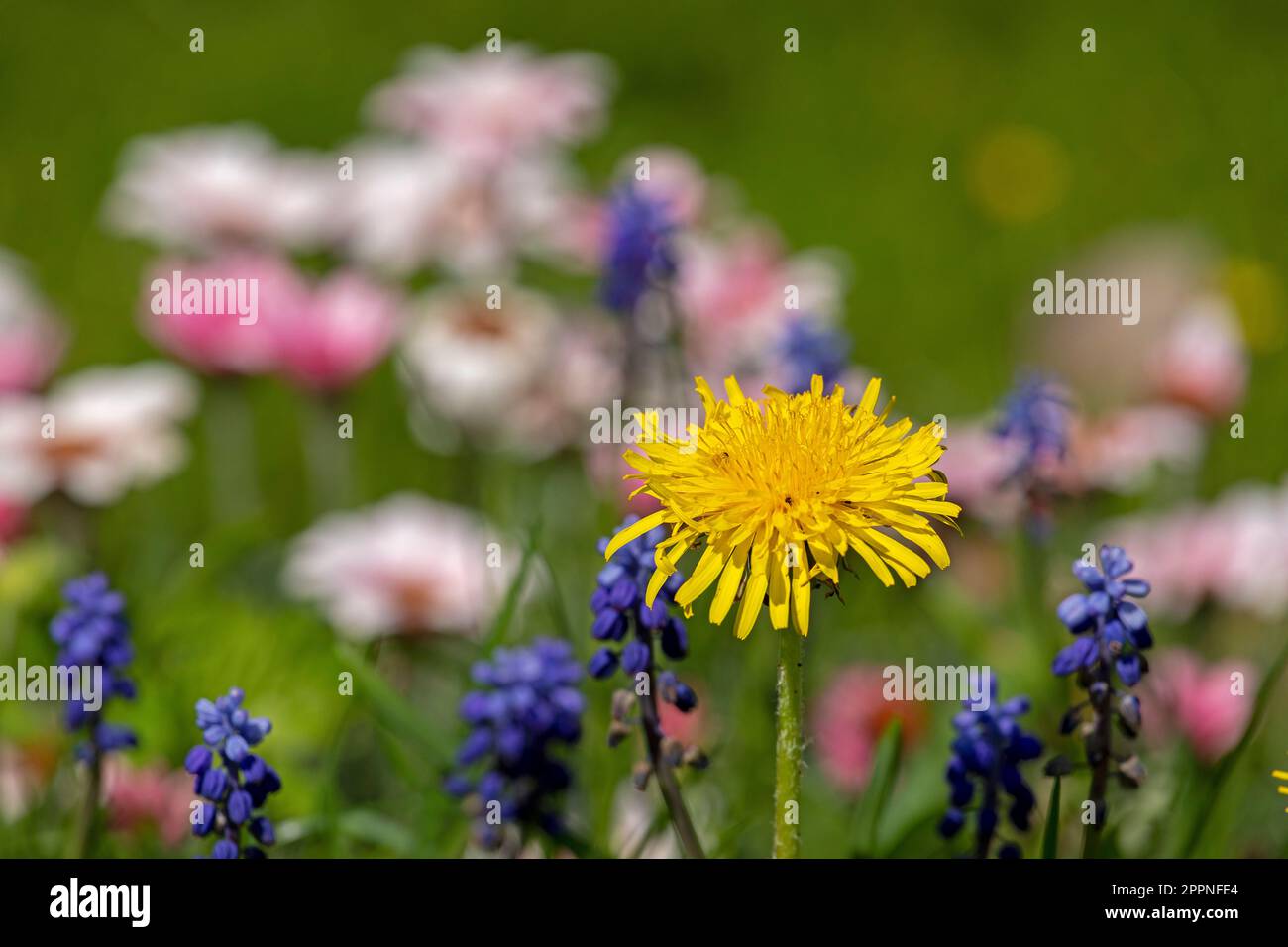 Lit de fleurs, pissenlit, jacinthe, marguerite. Krummsee, Malente, Schleswig-Holstein, Allemagne Banque D'Images